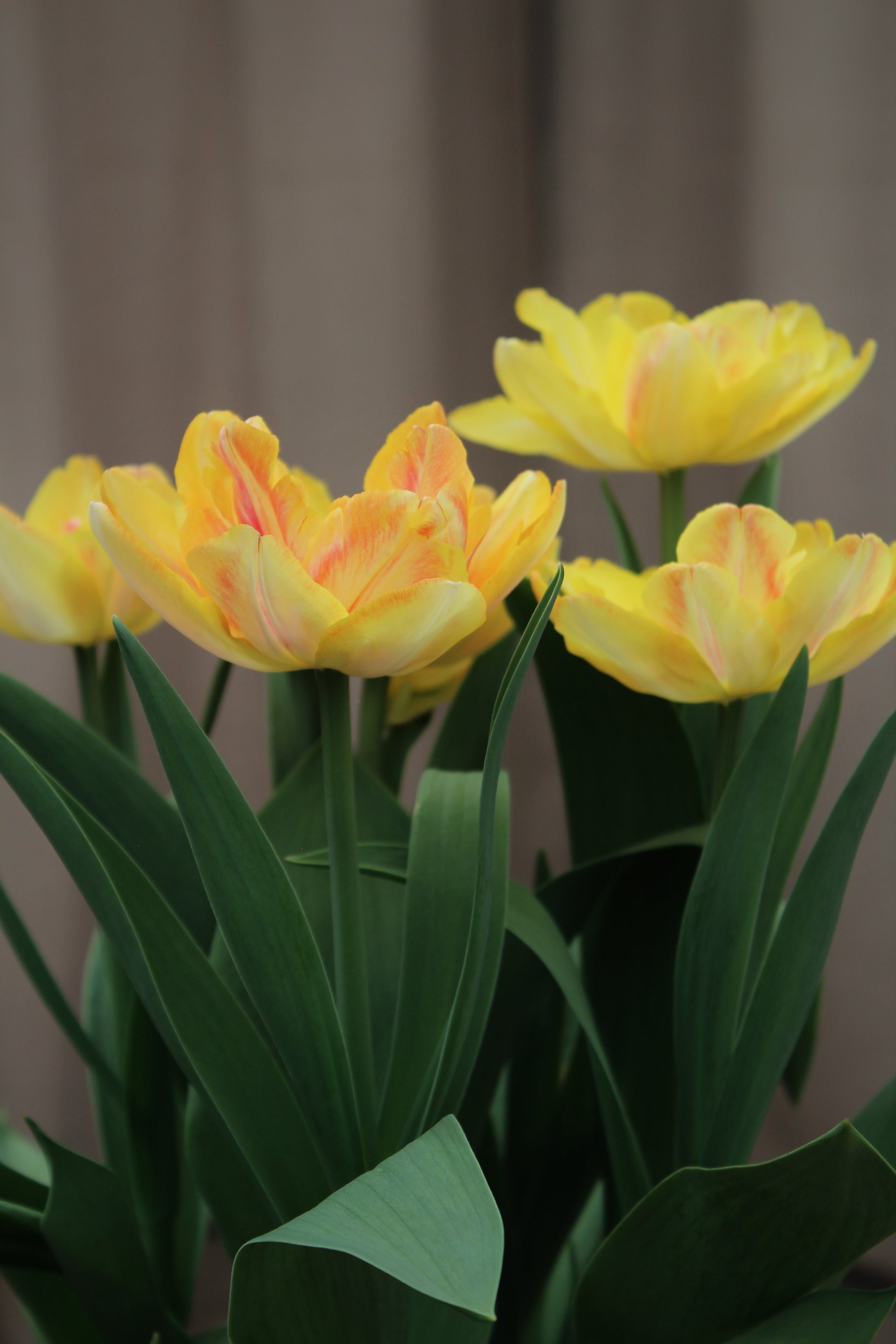 Tulipa 'Foxy Foxtrot'