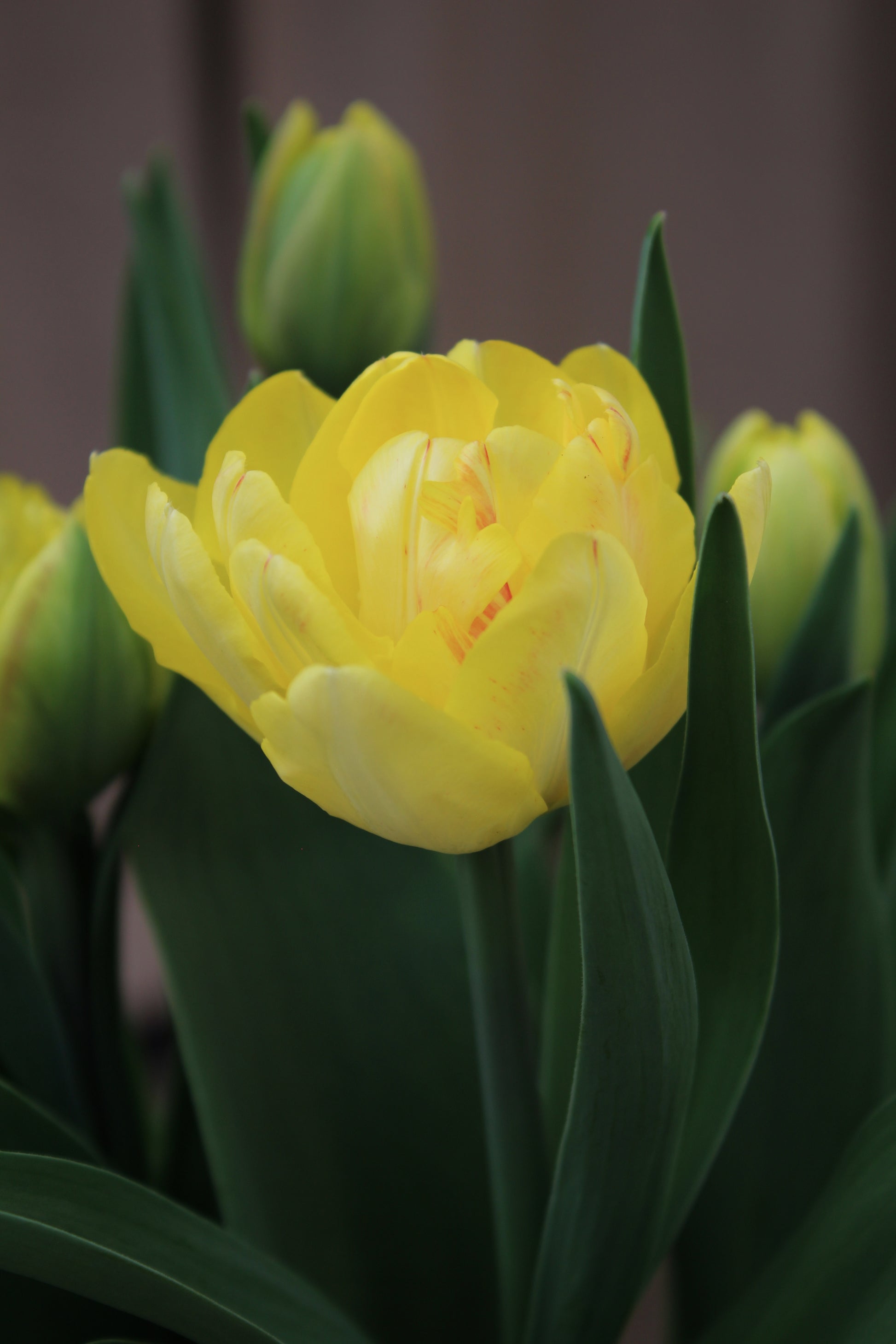 Tulipa 'Foxy Foxtrot'