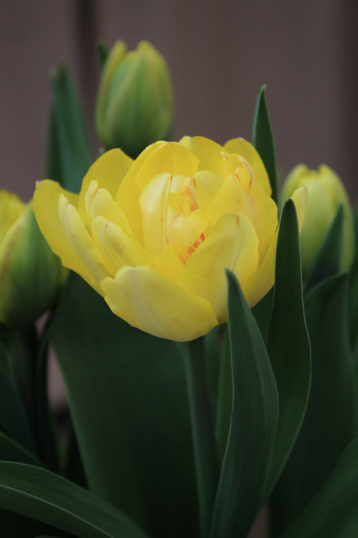 Tulipa 'Foxy Foxtrot'