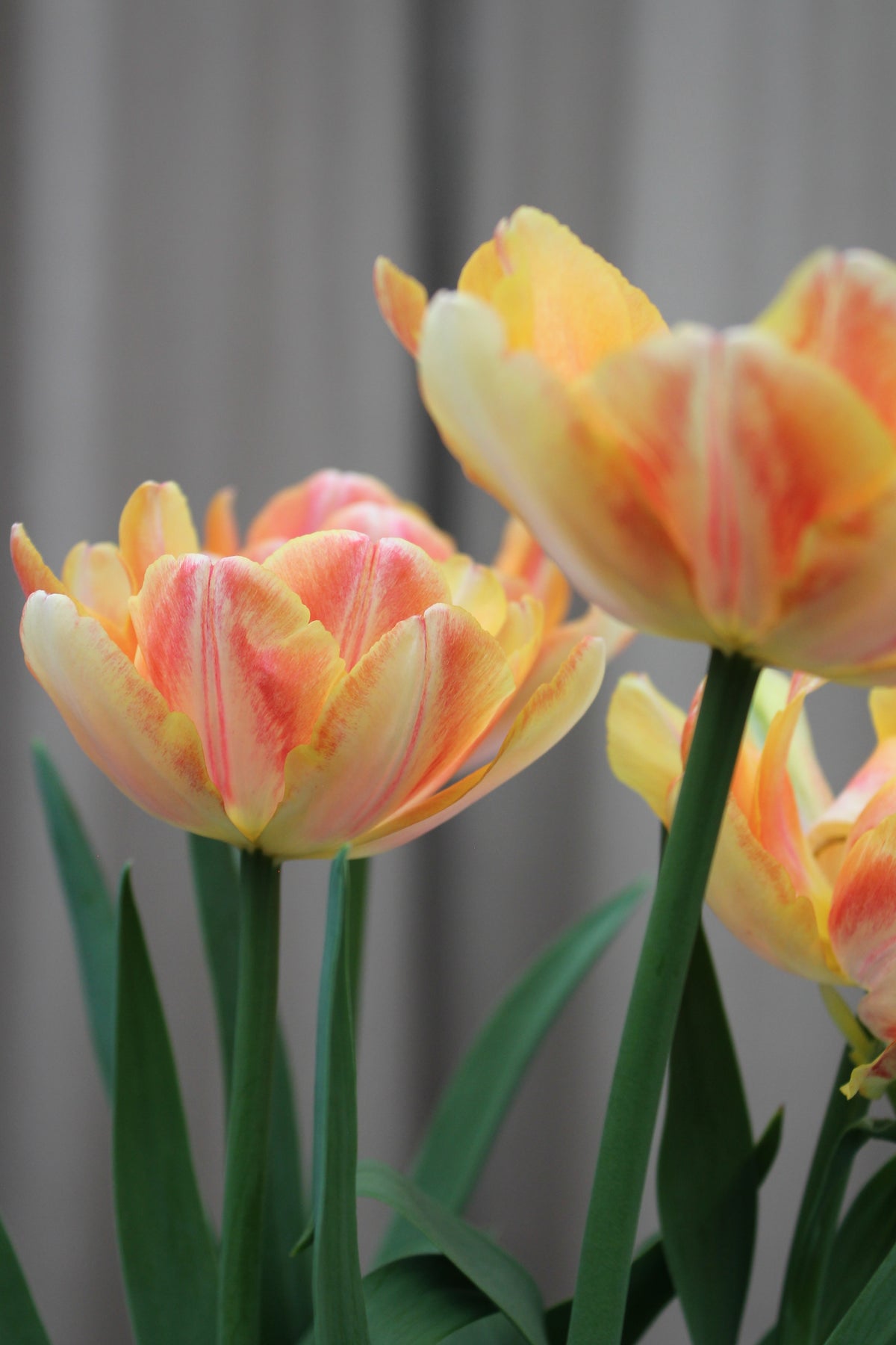 Tulipa 'Foxy Foxtrot'