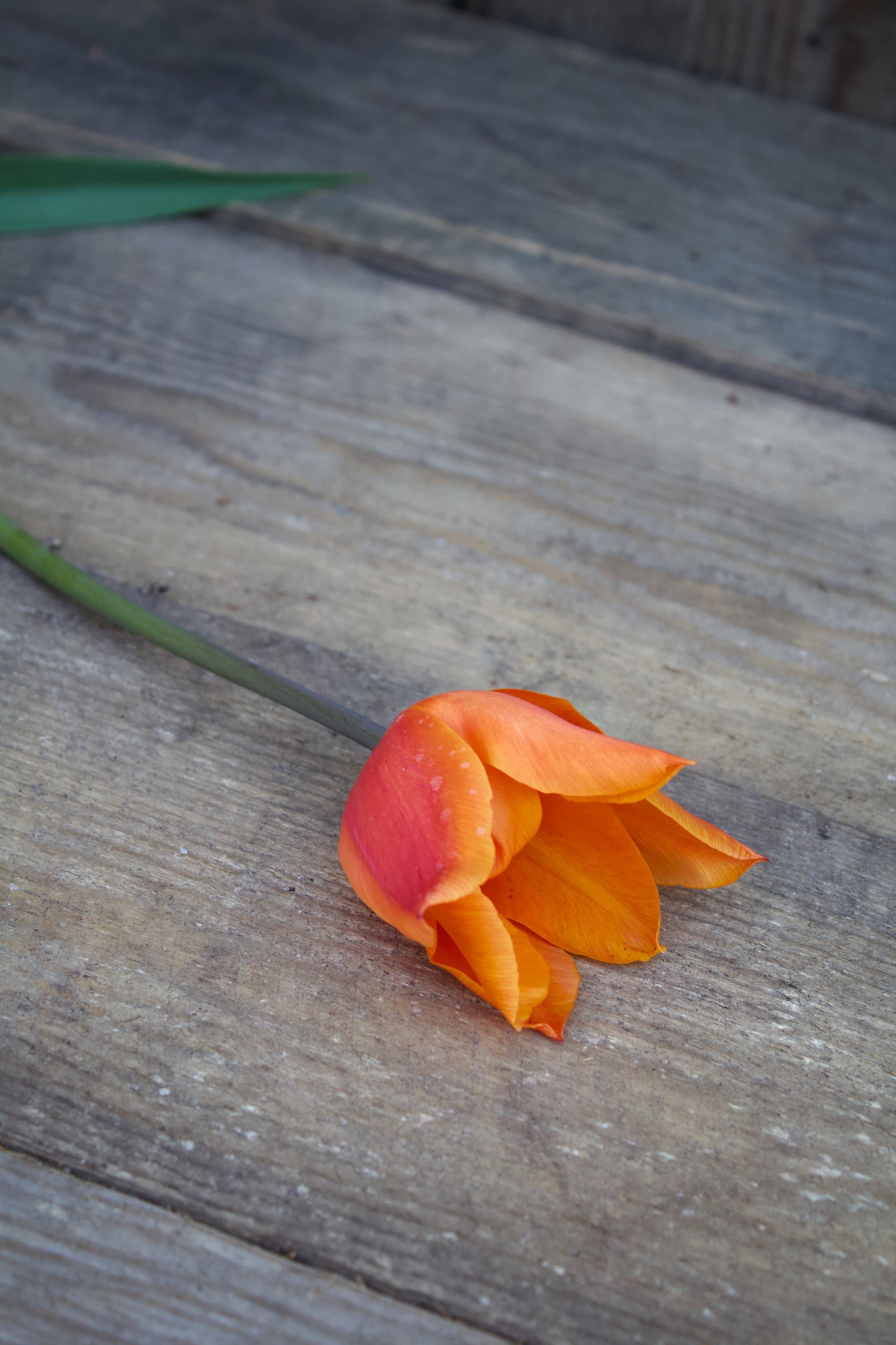 Tulipa 'Ballerina' 11/12