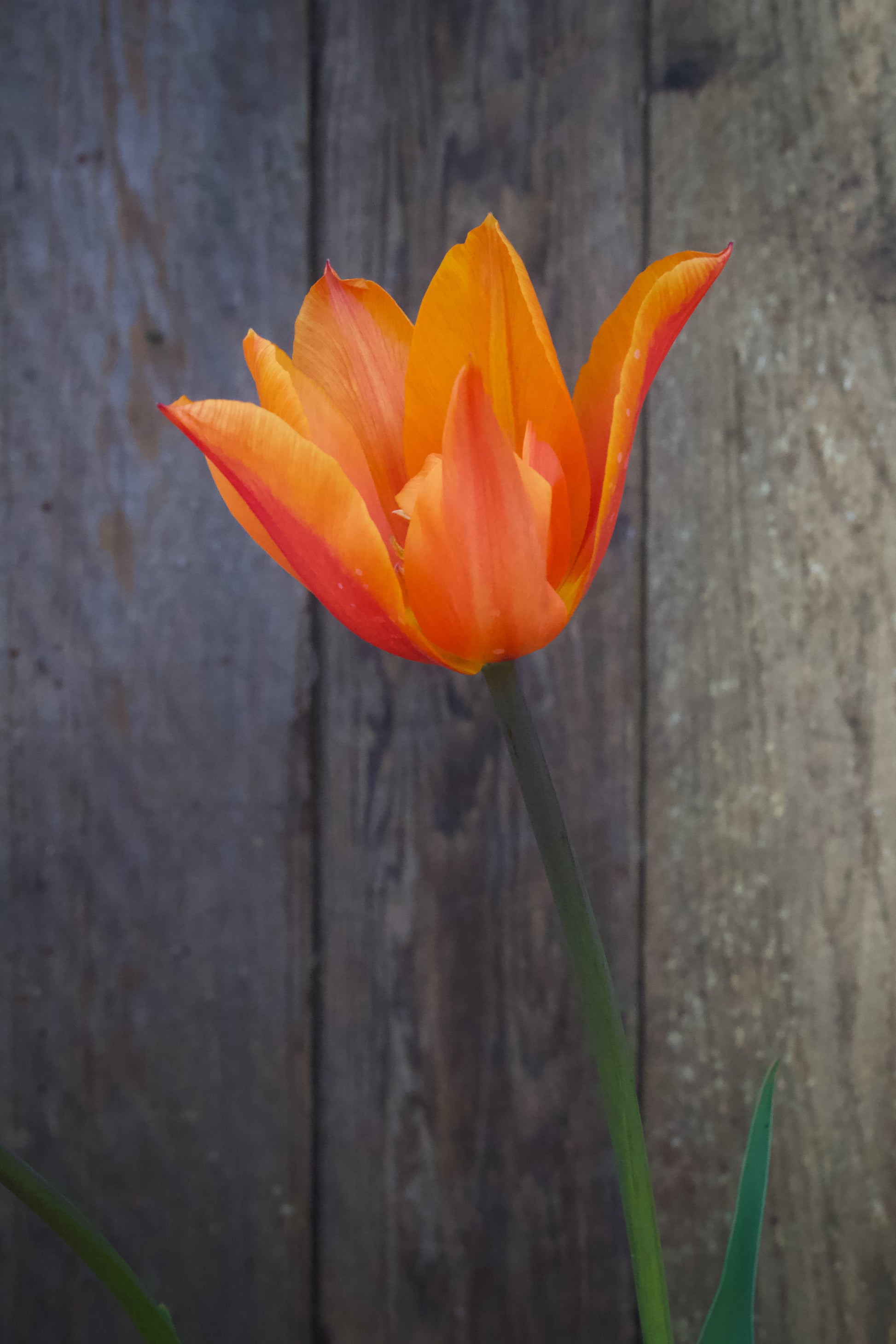 Tulipa 'Ballerina' 11/12