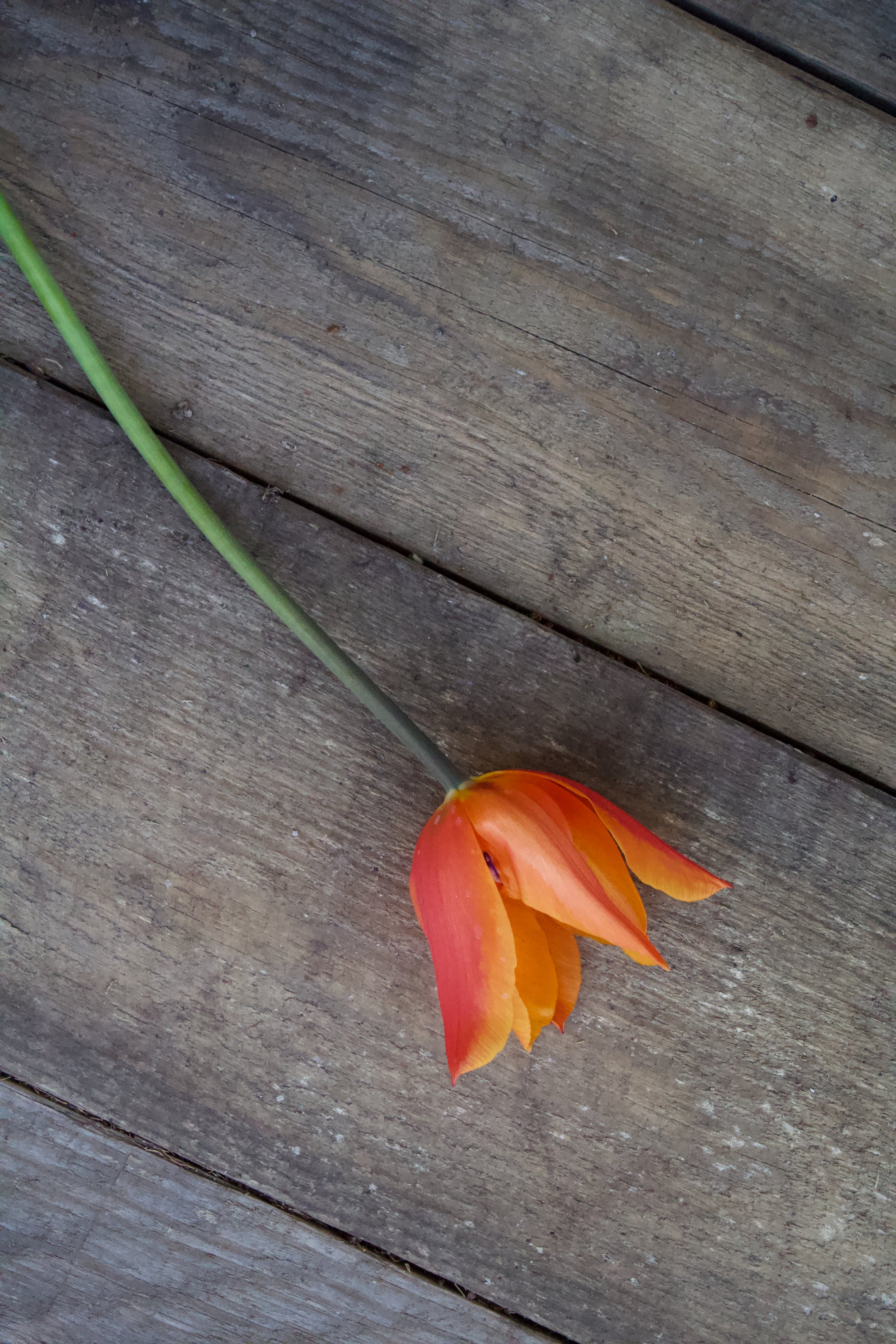 Tulipa 'Ballerina' 11/12