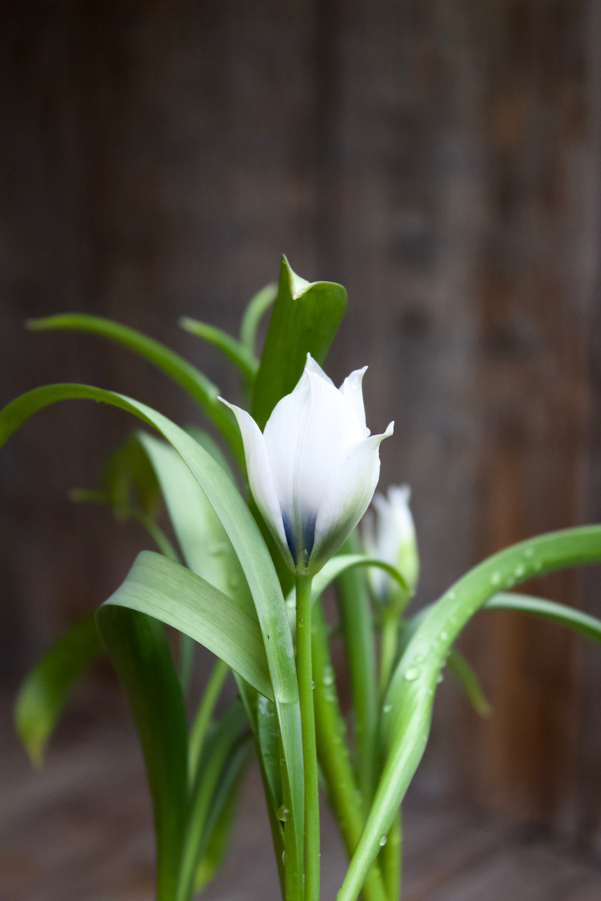 Tulipa 'Alba Coerulea Oculata'