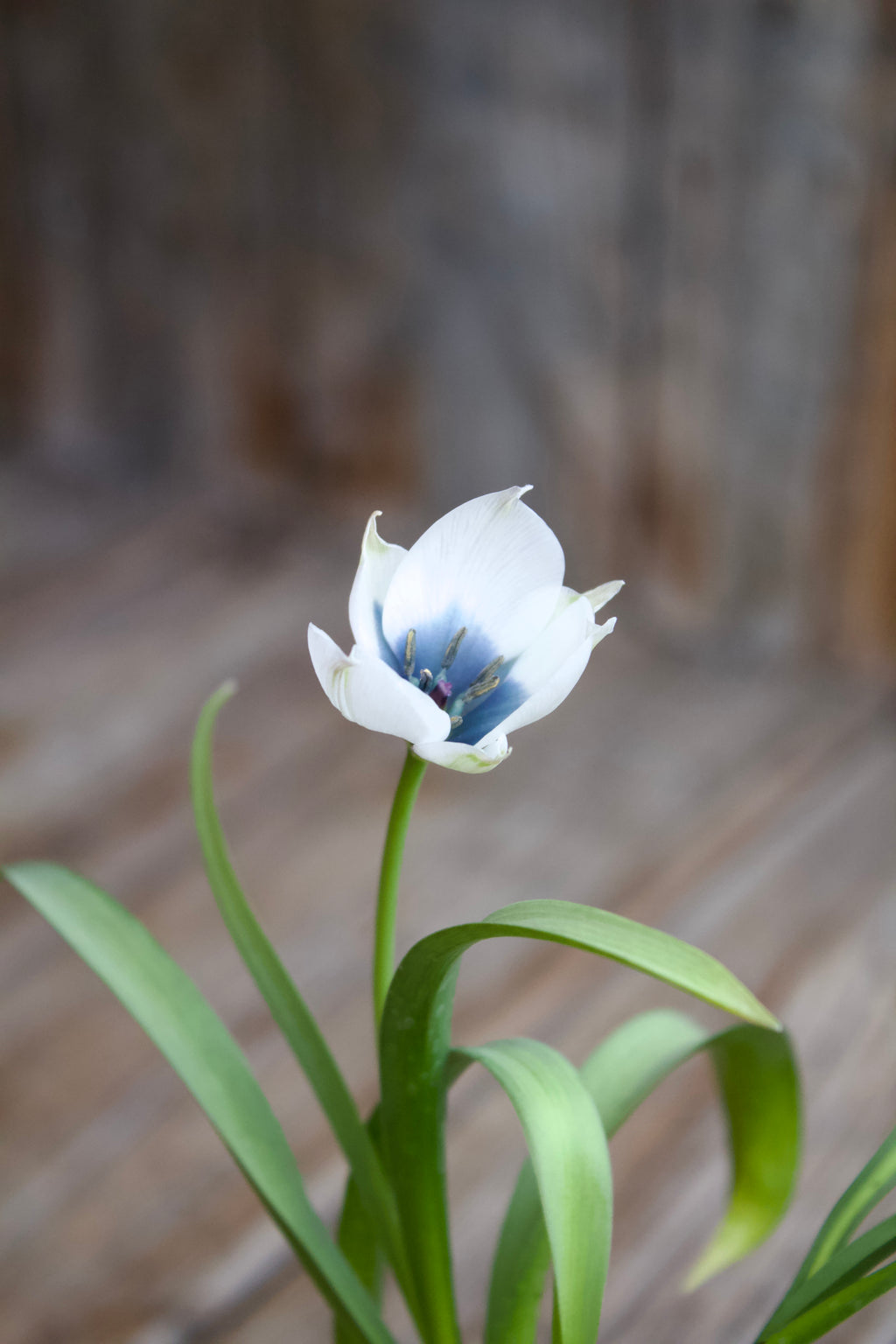 Tulipa 'Alba Coerulea Oculata'