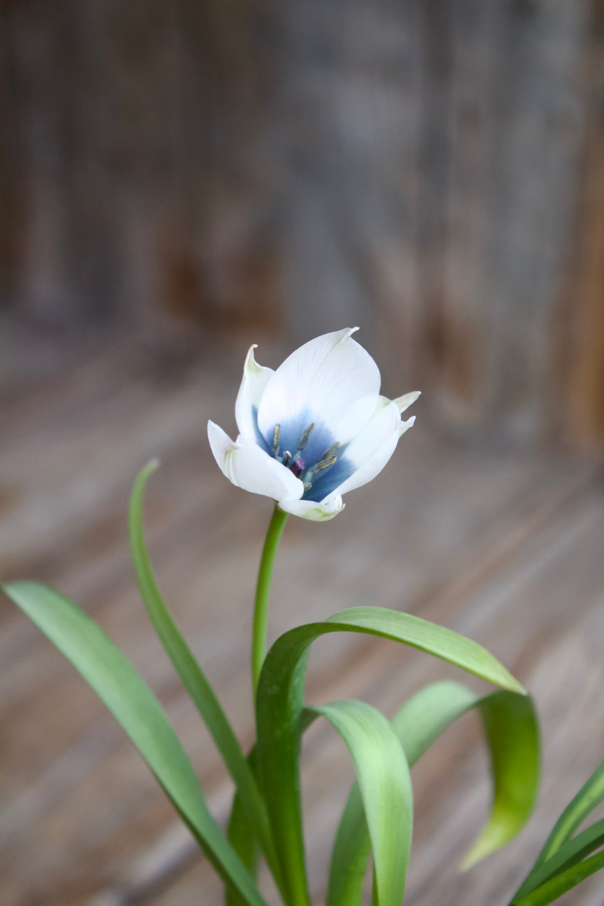 Tulipa 'Alba Coerulea Oculata'