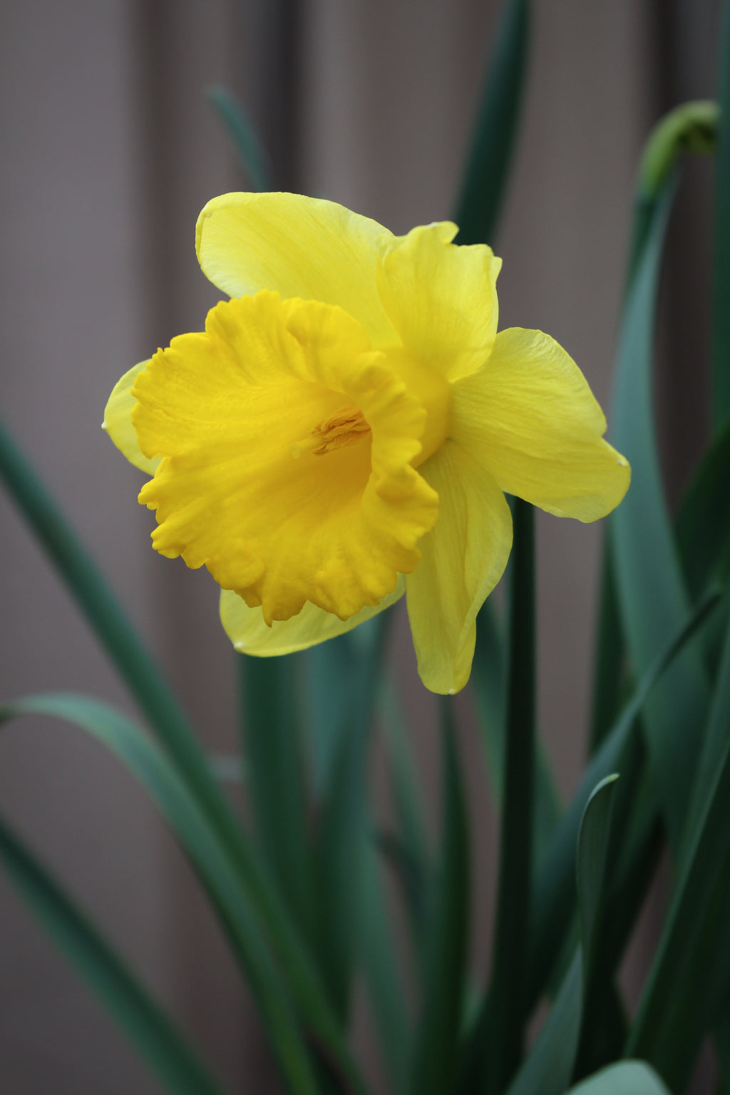 Narcissus 'Dutch Master' 12/14
