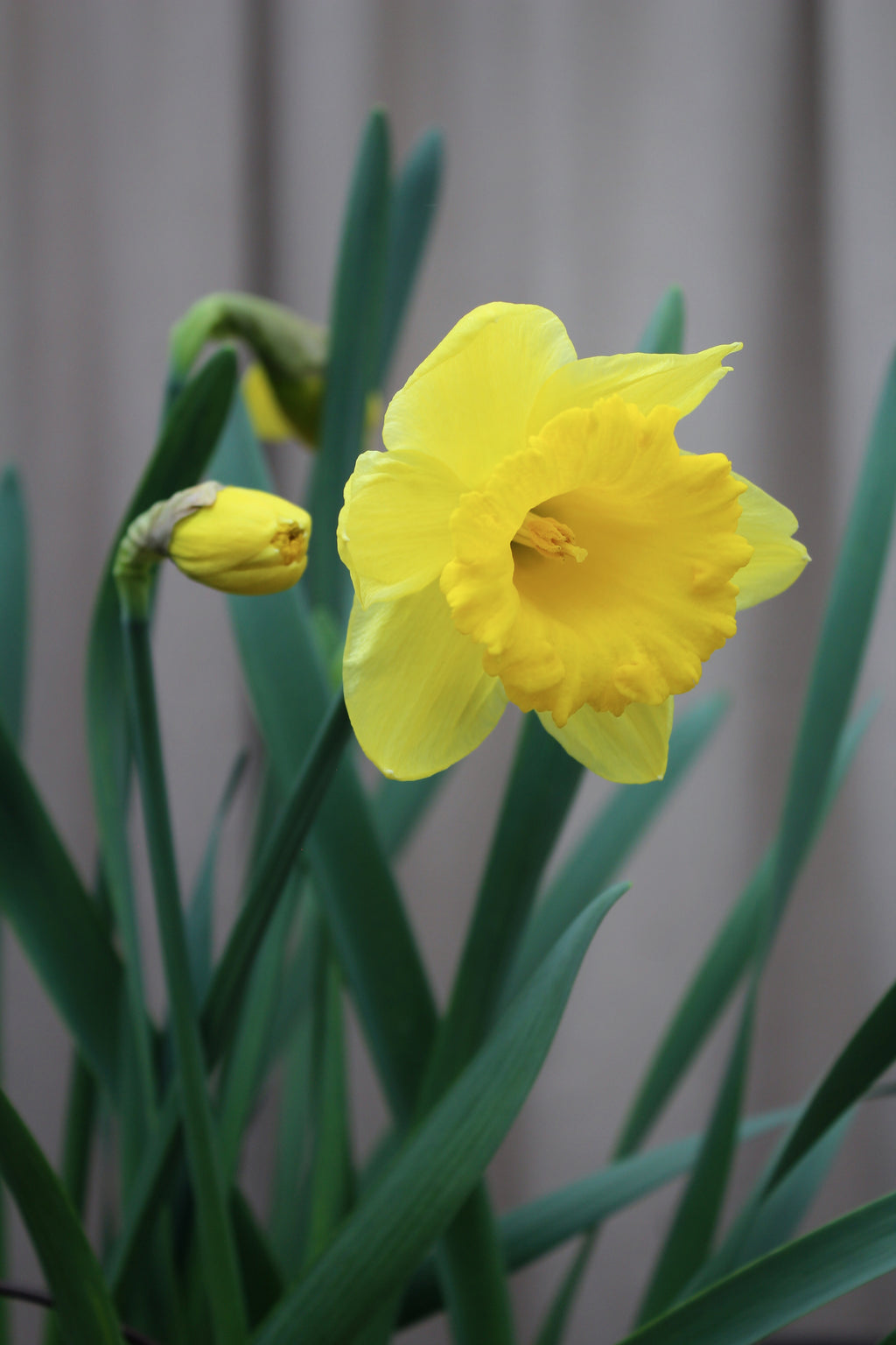 Narcissus 'Dutch Master' 12/14