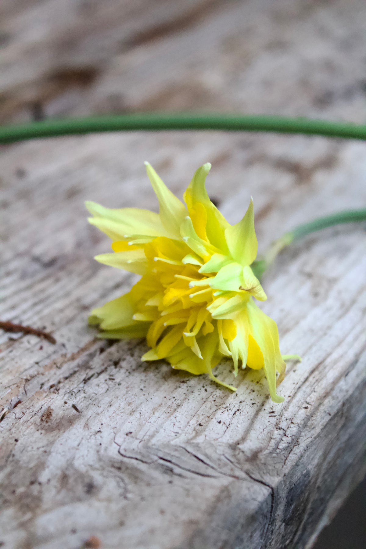 Narcissus 'Rip van Winkle'