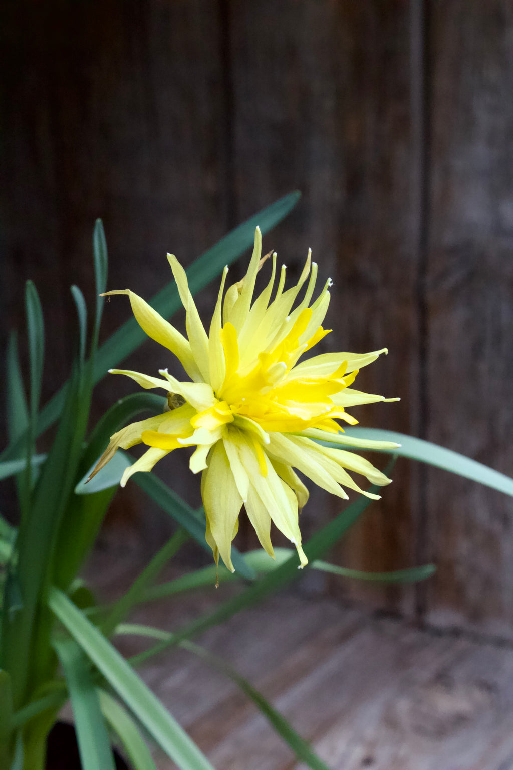 Narcissus 'Rip van Winkle'