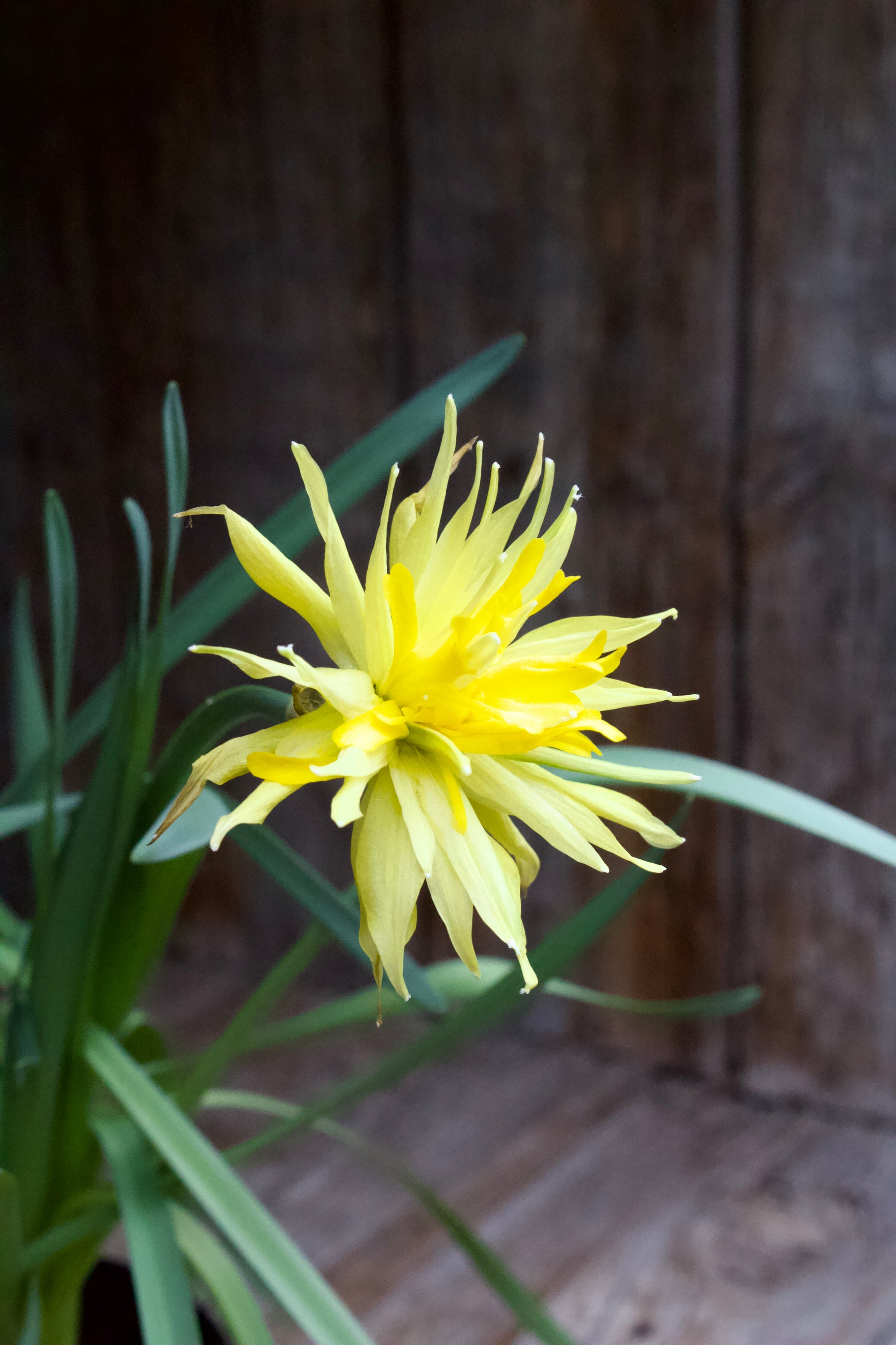 Narcissus 'Rip van Winkle'