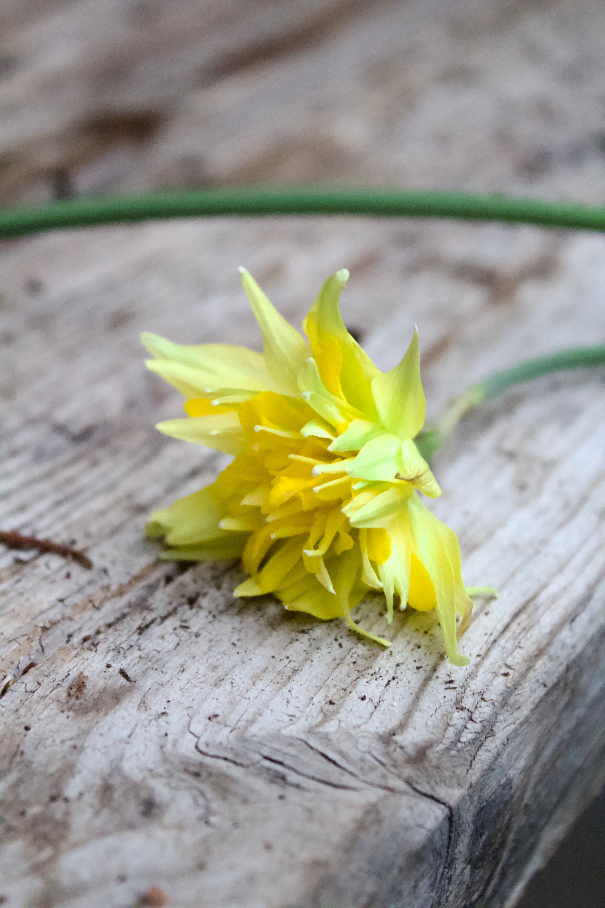Narcissus 'Rip van Winkle'