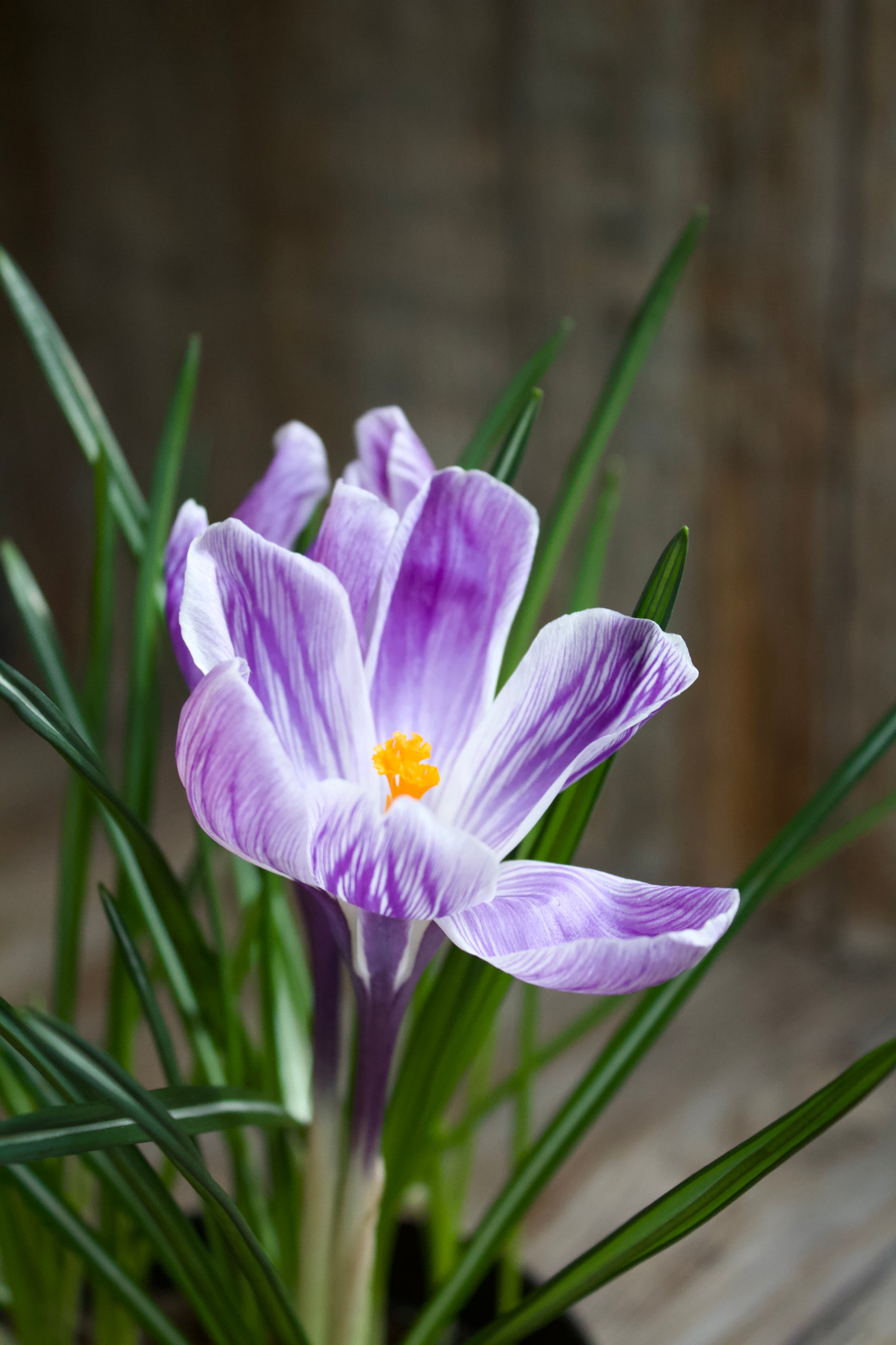 Crocus 'Pickwick'