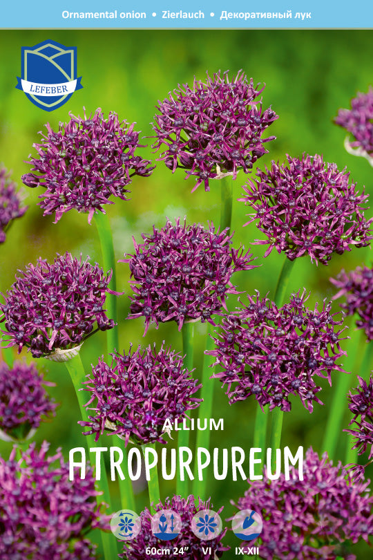 Allium atropurpureum 10/12