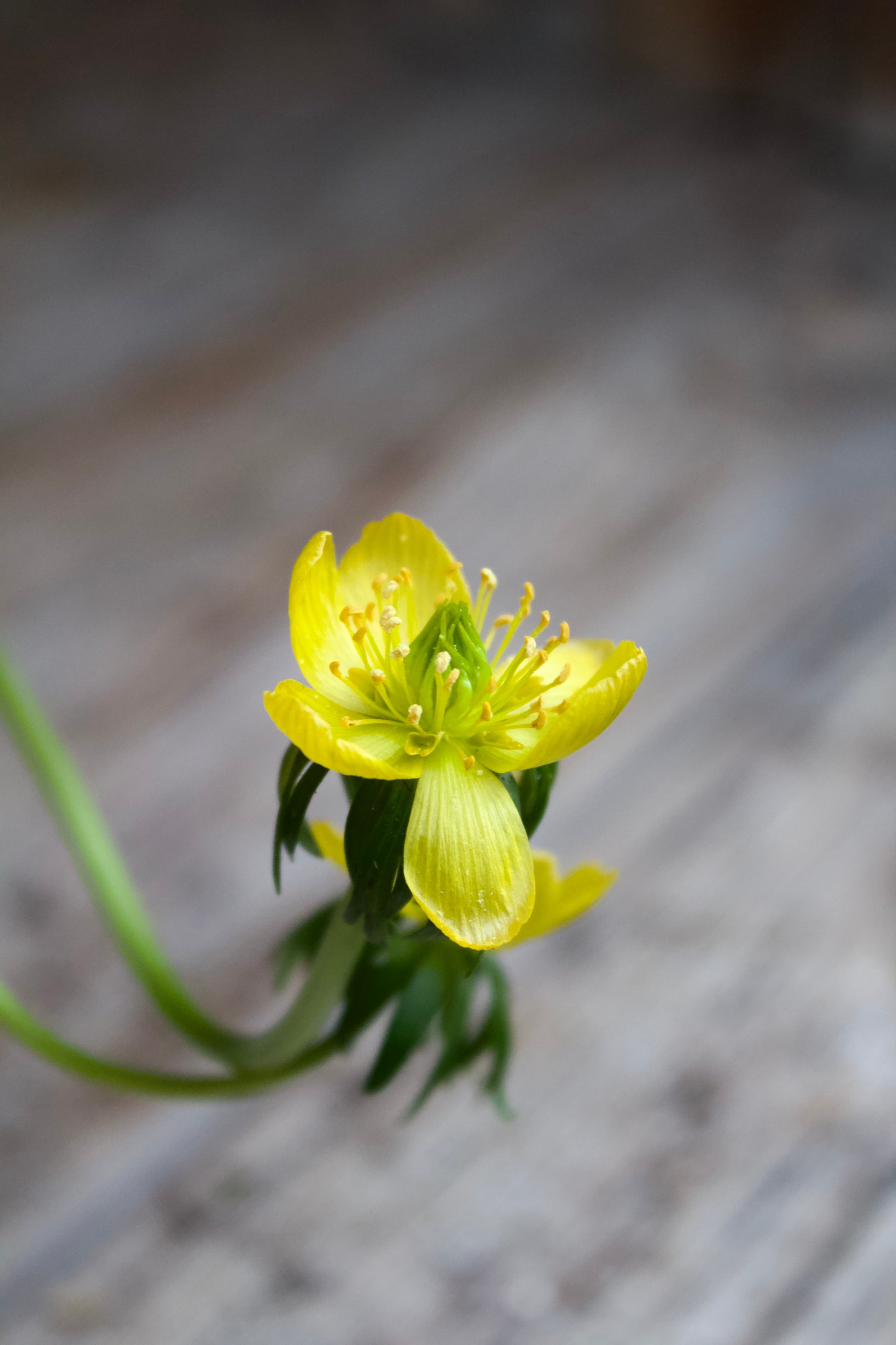 Eranthis hyemalis 4/5