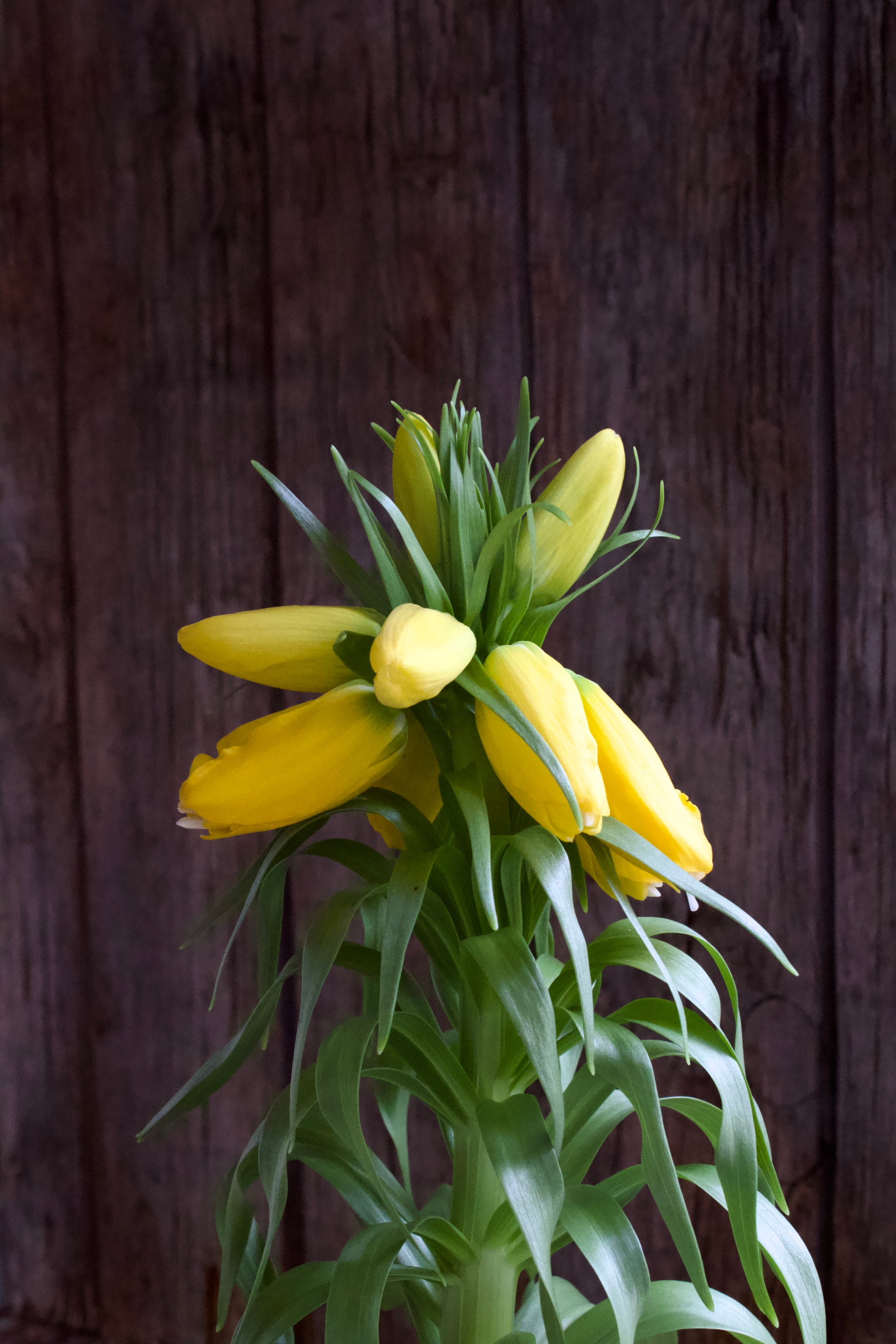 Fritillaria imperalis 'Lutea'
