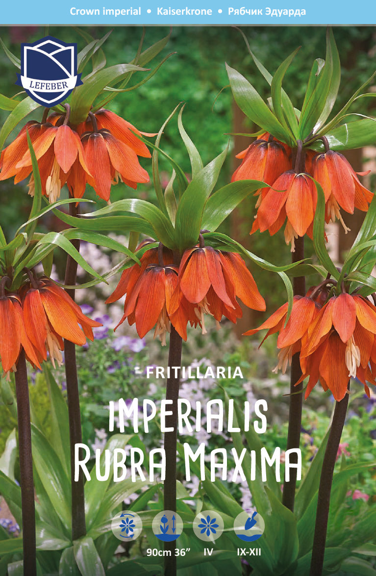 Fritillaria imperialis 'Rubra Maxima'