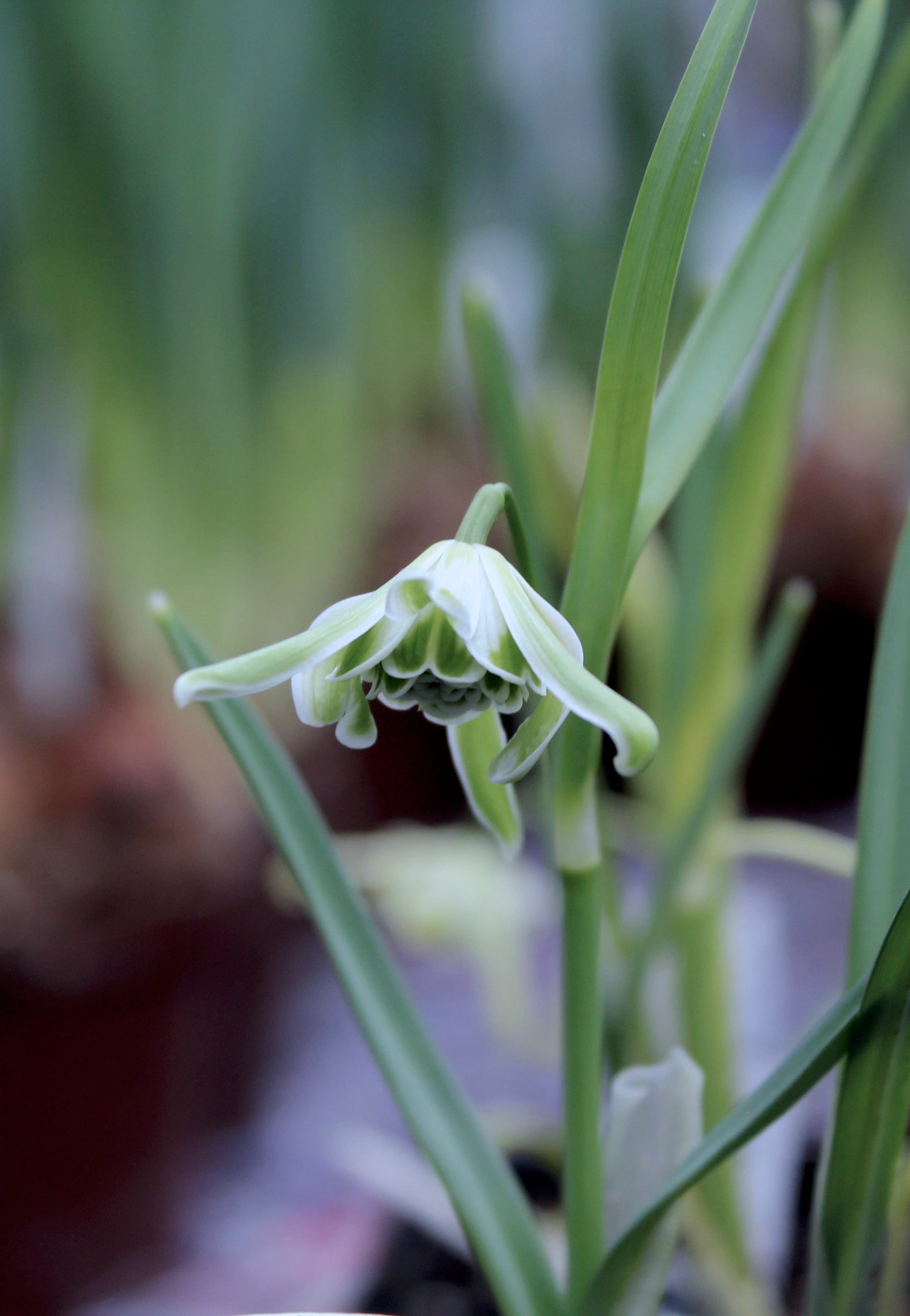 Galanthus nivalis 'Flore Pleno' 5/6