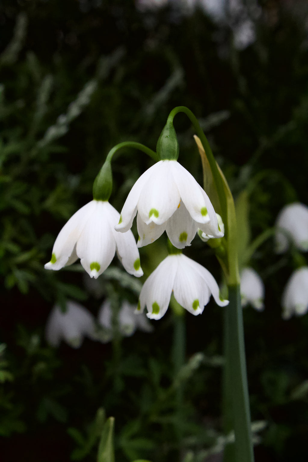 Leucojum aestivum