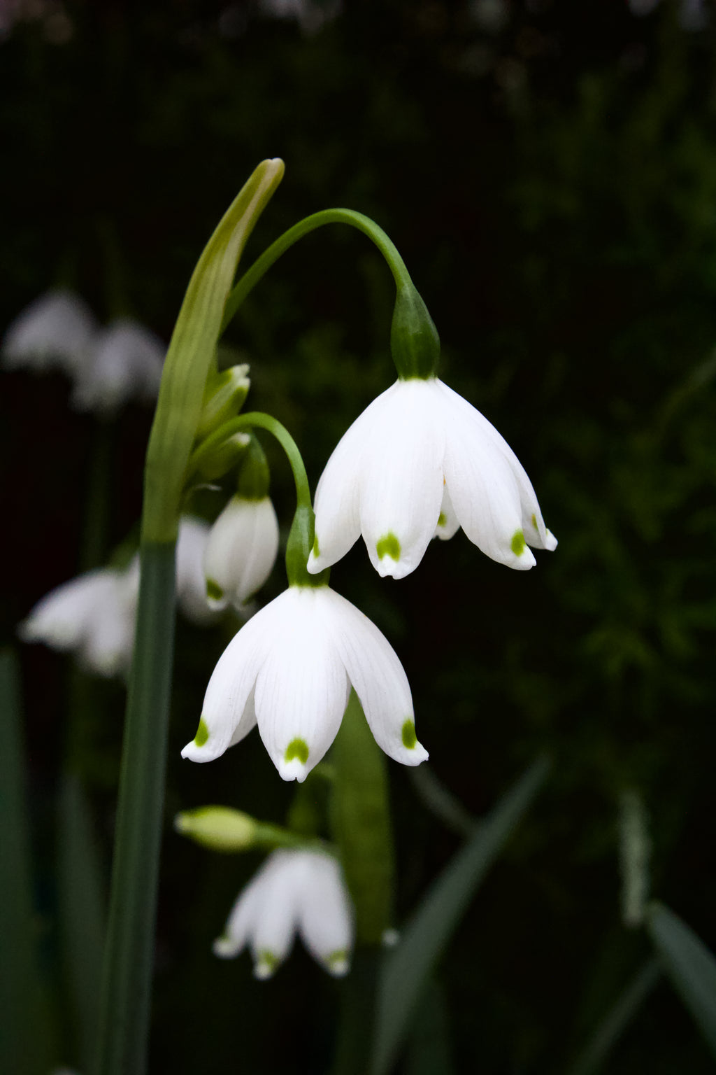 Leucojum aestivum