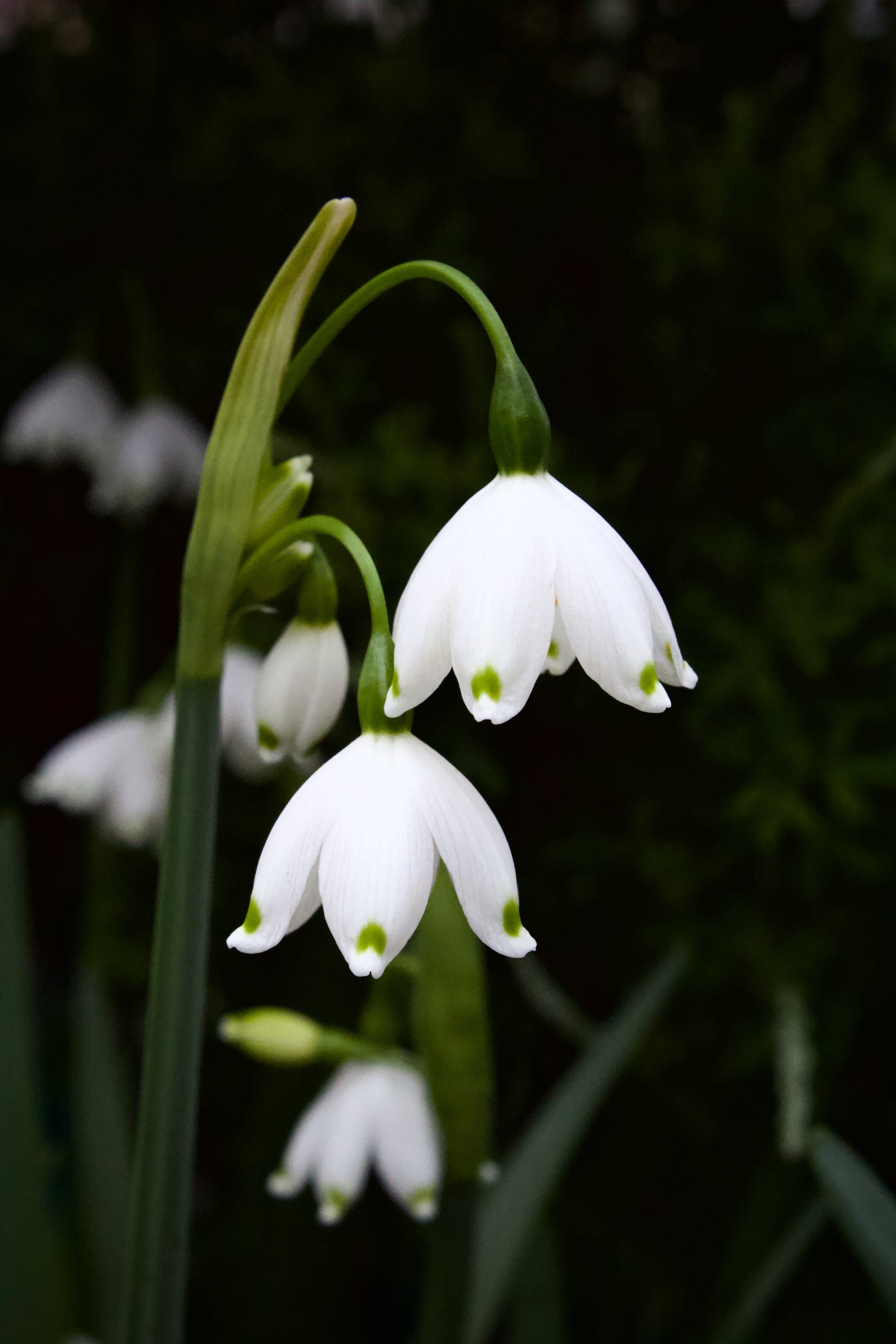 Leucojum aestivum
