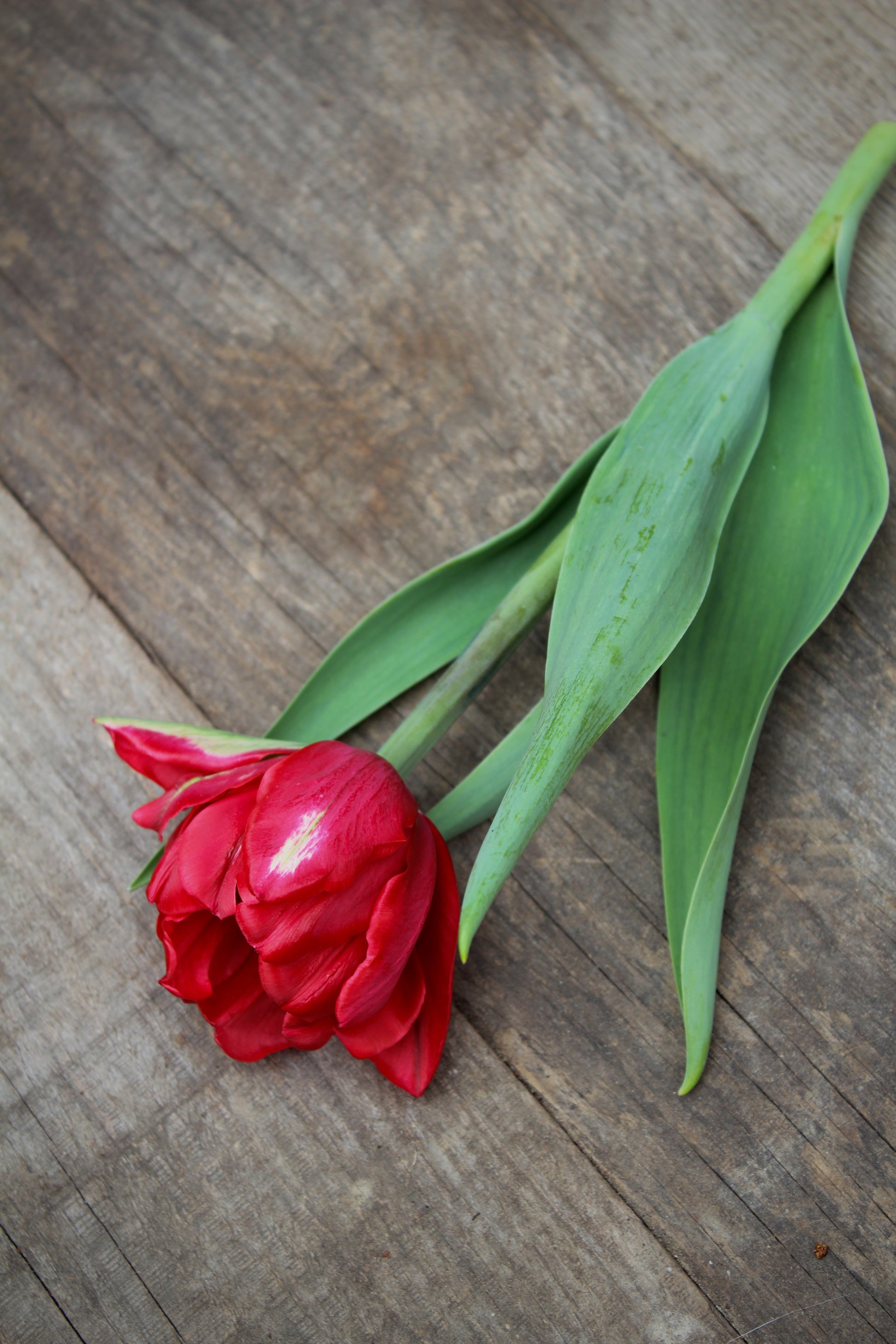 Tulipa 'Red Foxtrot' 12/+