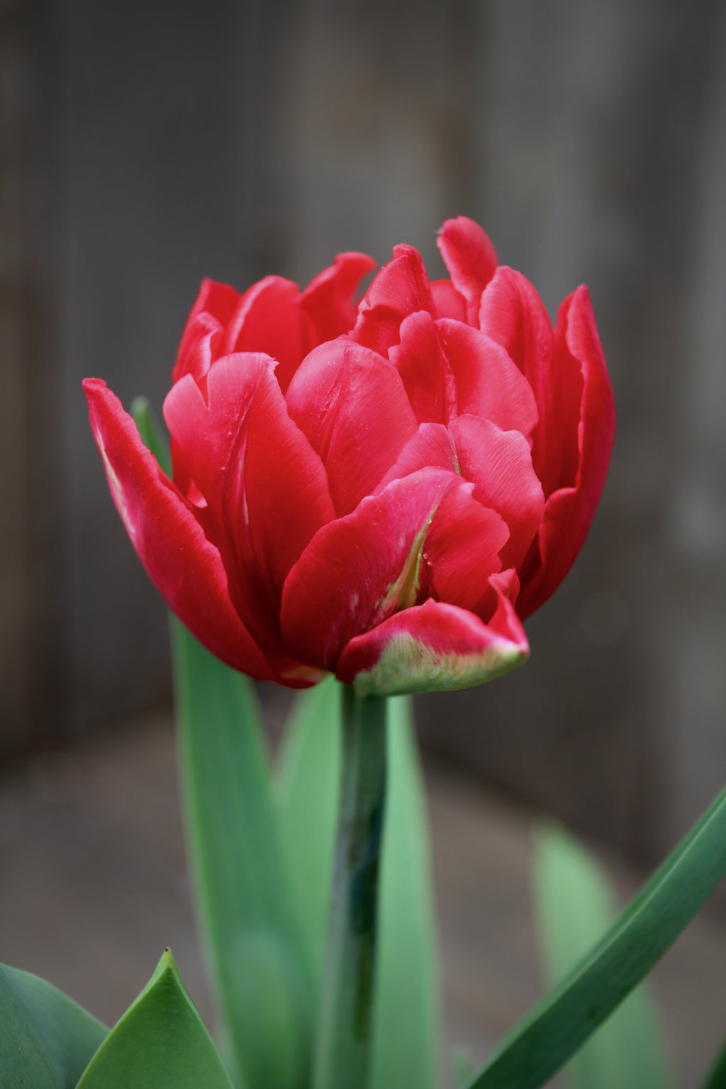 Tulipa 'Red Foxtrot' 12/+