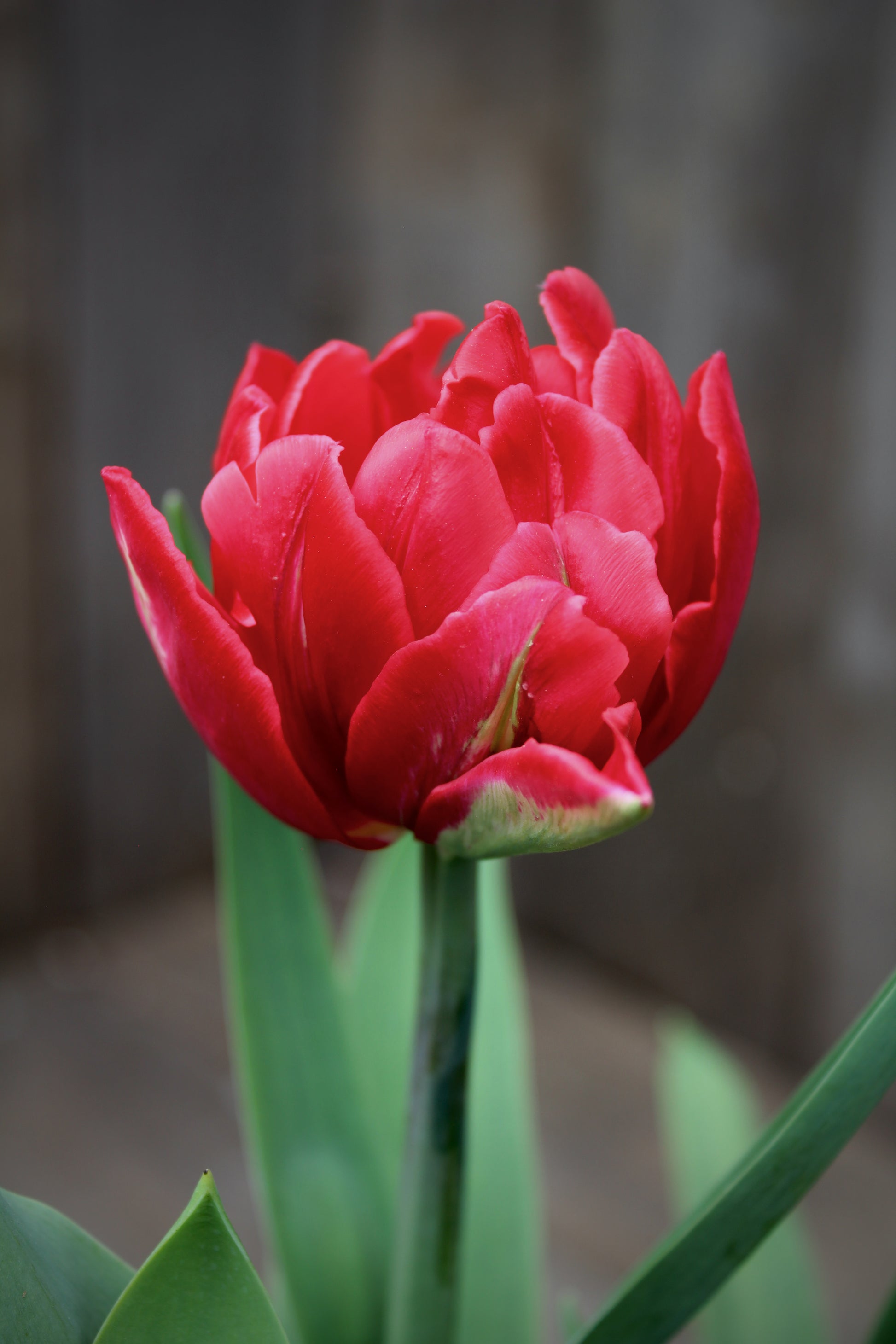 Tulipa 'Red Foxtrot' 12/+