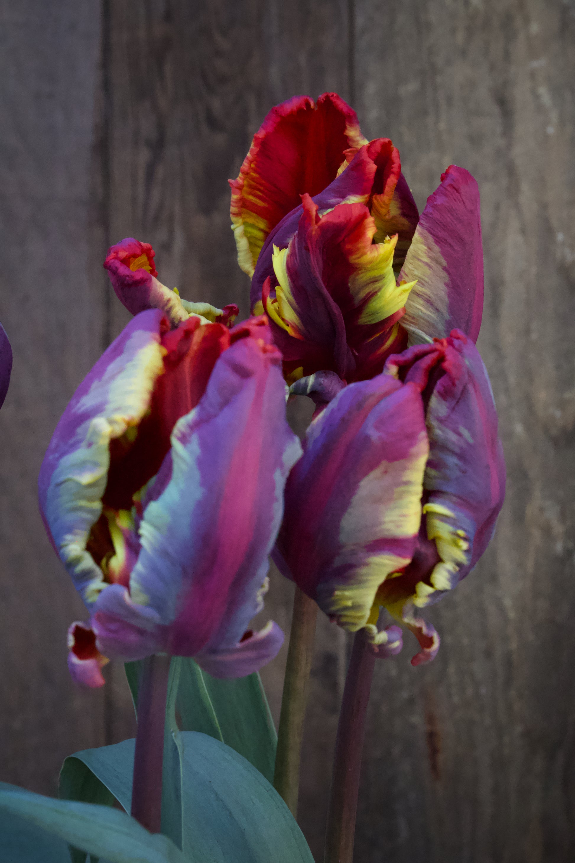 Tulipa 'Rasta Parrot' 12/+