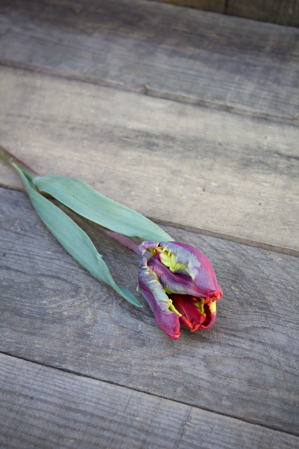 Tulipa 'Rasta Parrot' 12/+
