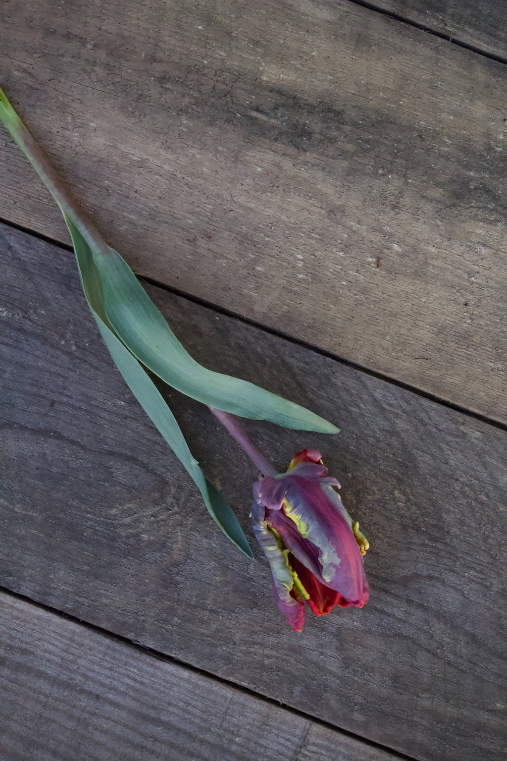 Tulipa 'Rasta Parrot' 12/+