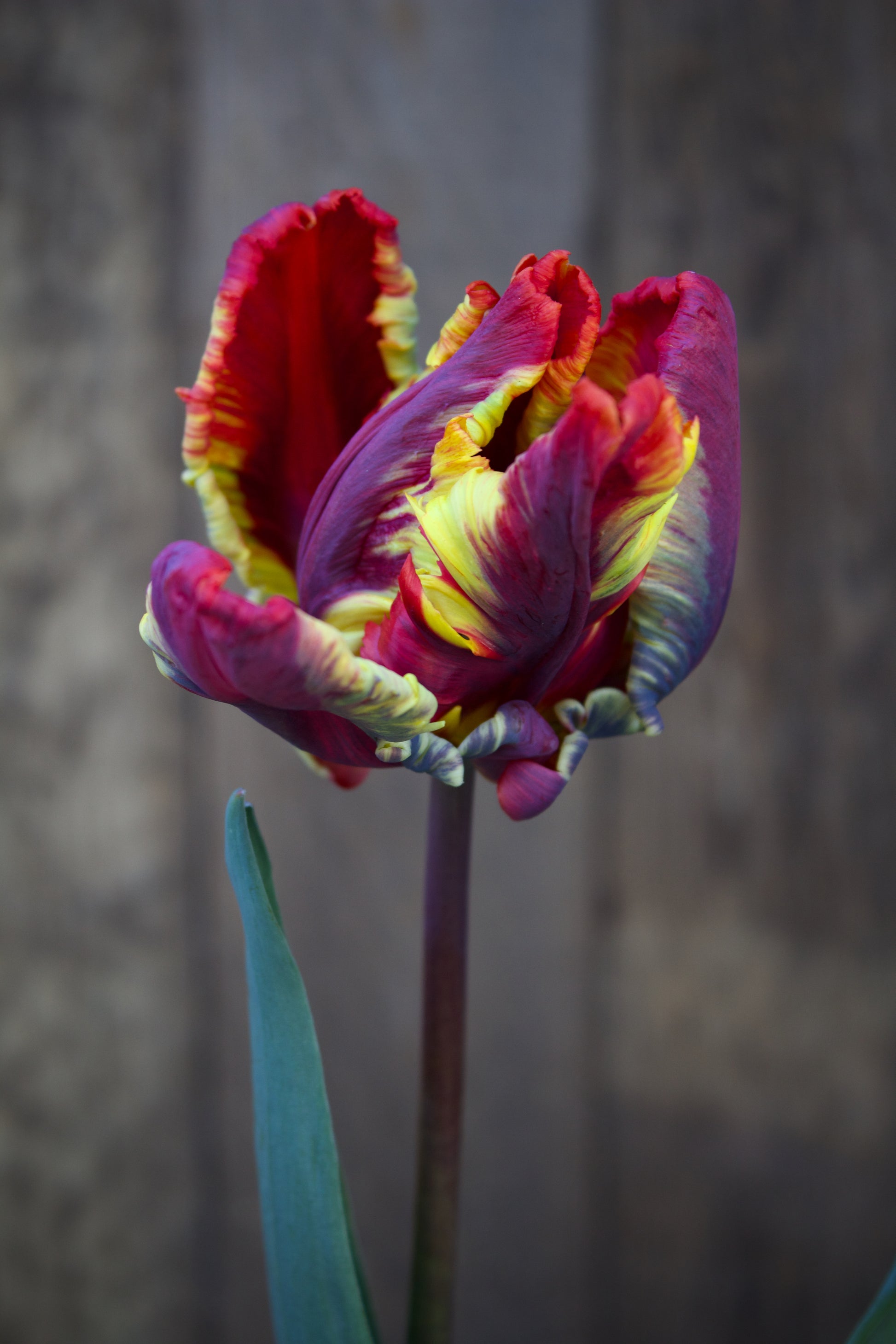 Tulipa 'Rasta Parrot' 12/+