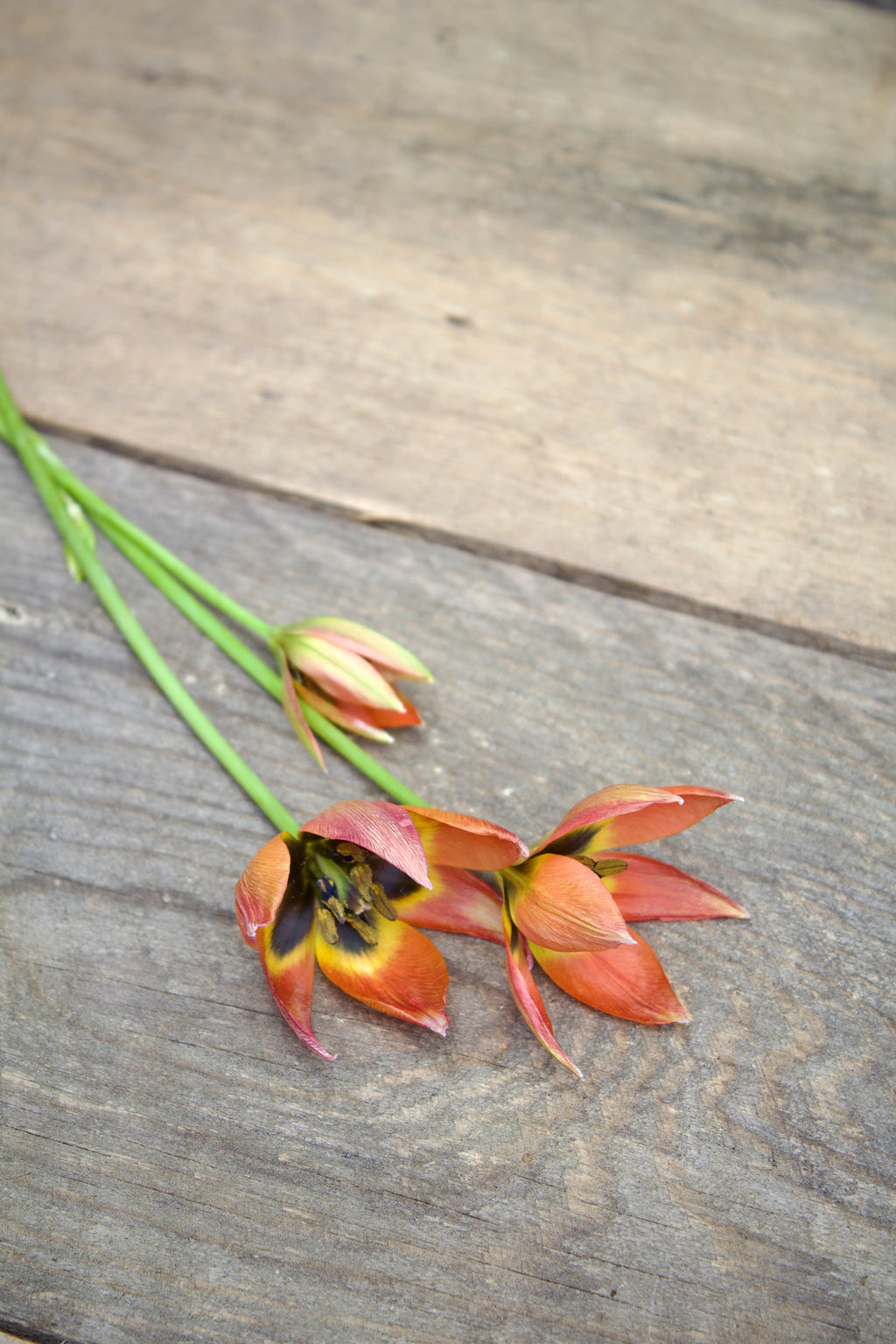 Tulipa 'Little Princess' 6/+