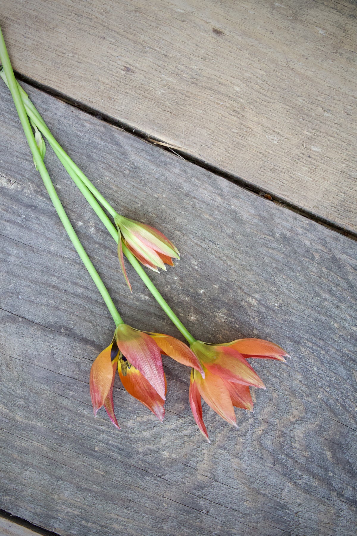 Tulipa 'Little Princess' 6/+