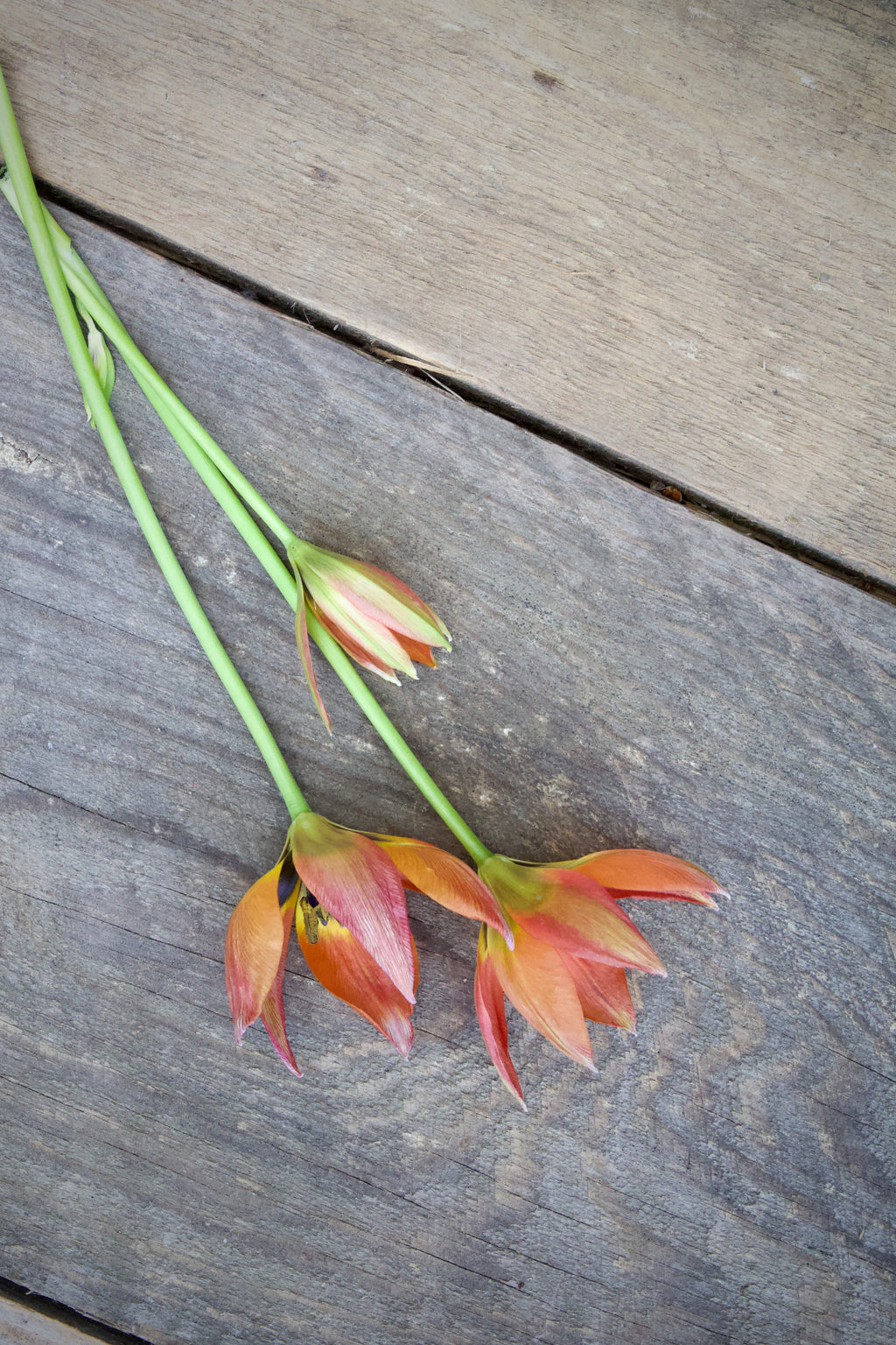 Tulipa 'Little Princess' 6/+