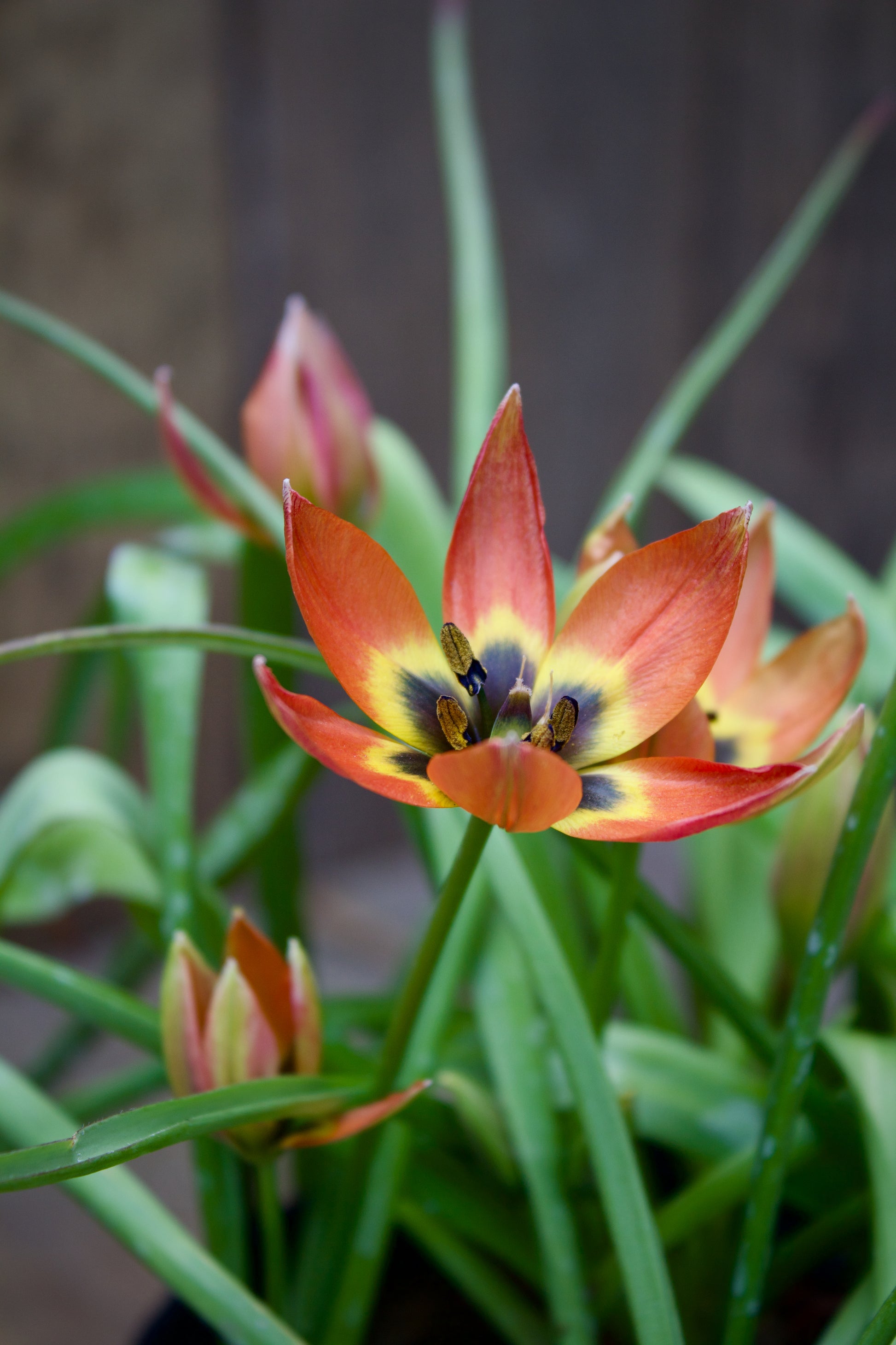 Tulipa 'Little Princess' 6/+