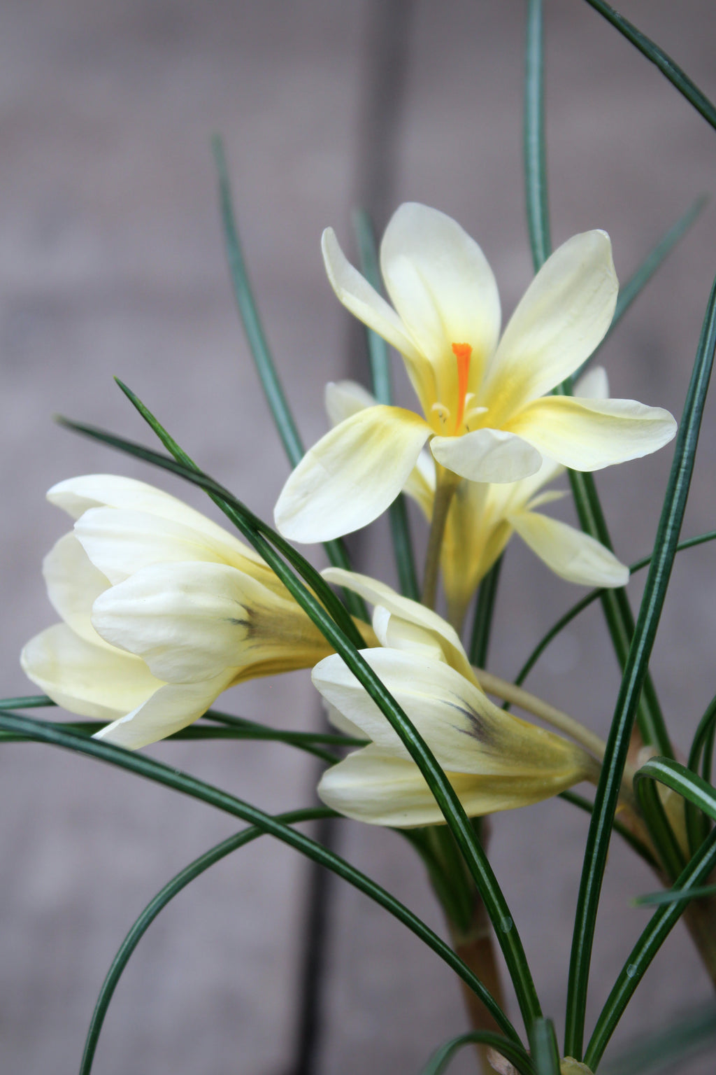 Crocus 'Cream Beauty' 5/+