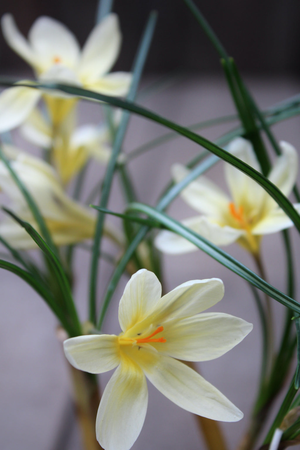 Crocus 'Cream Beauty' 5/+
