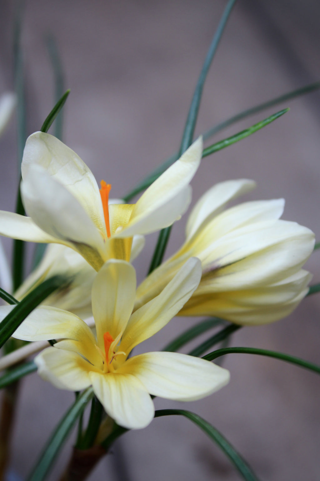 Crocus 'Cream Beauty' 5/+