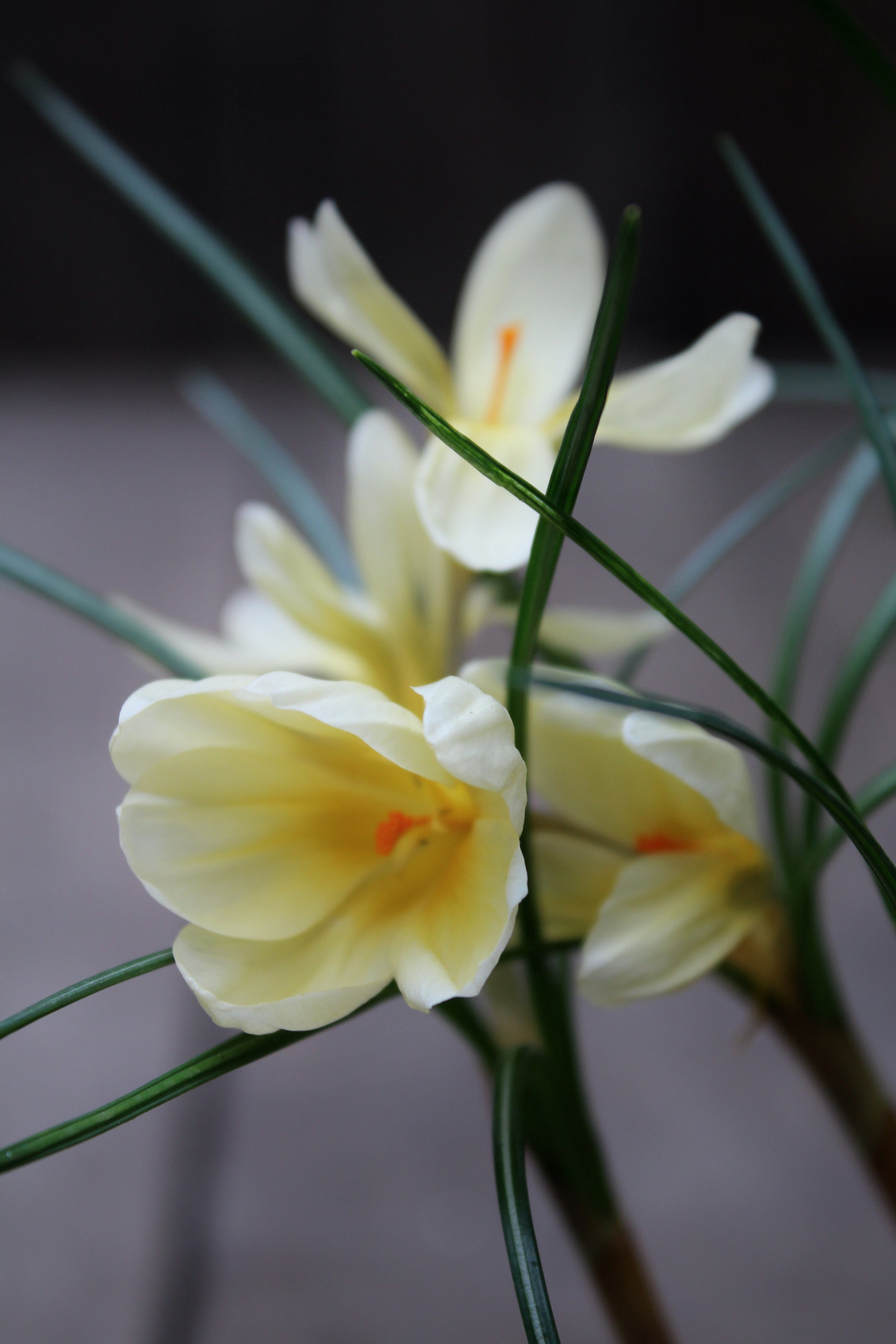Crocus 'Cream Beauty' 5/+