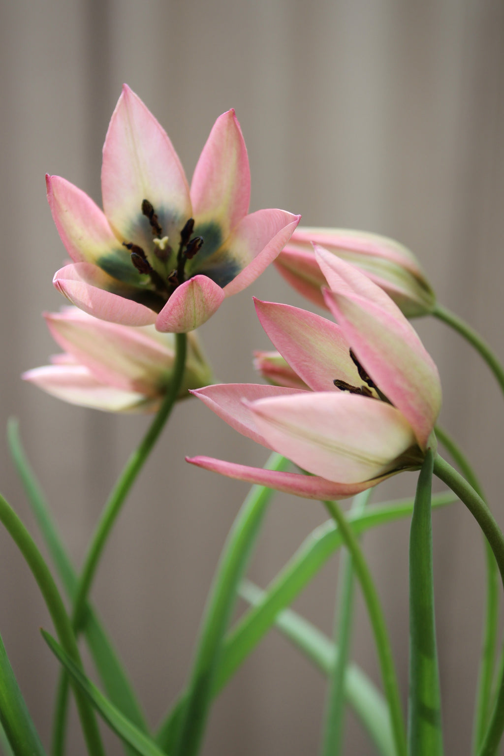 Tulipa 'Danique' 6/+