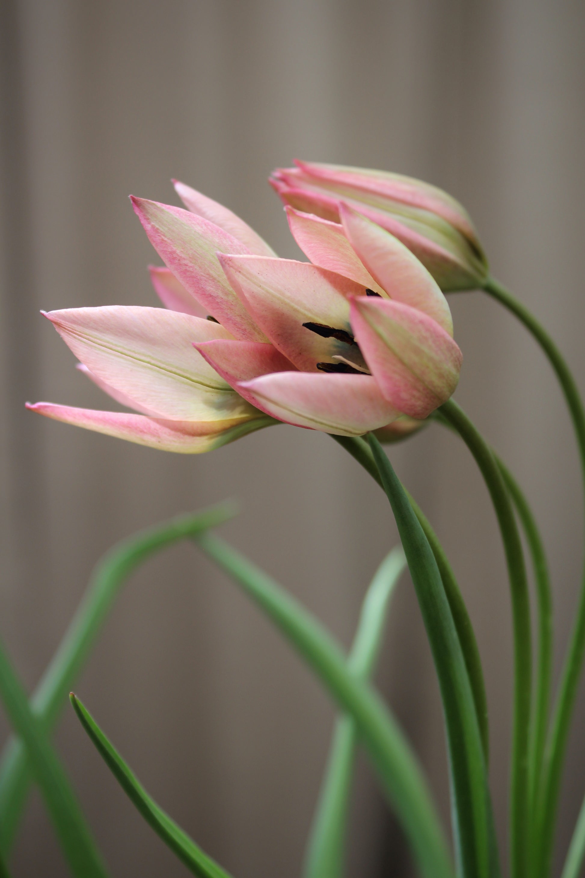 Tulipa 'Danique' 6/+