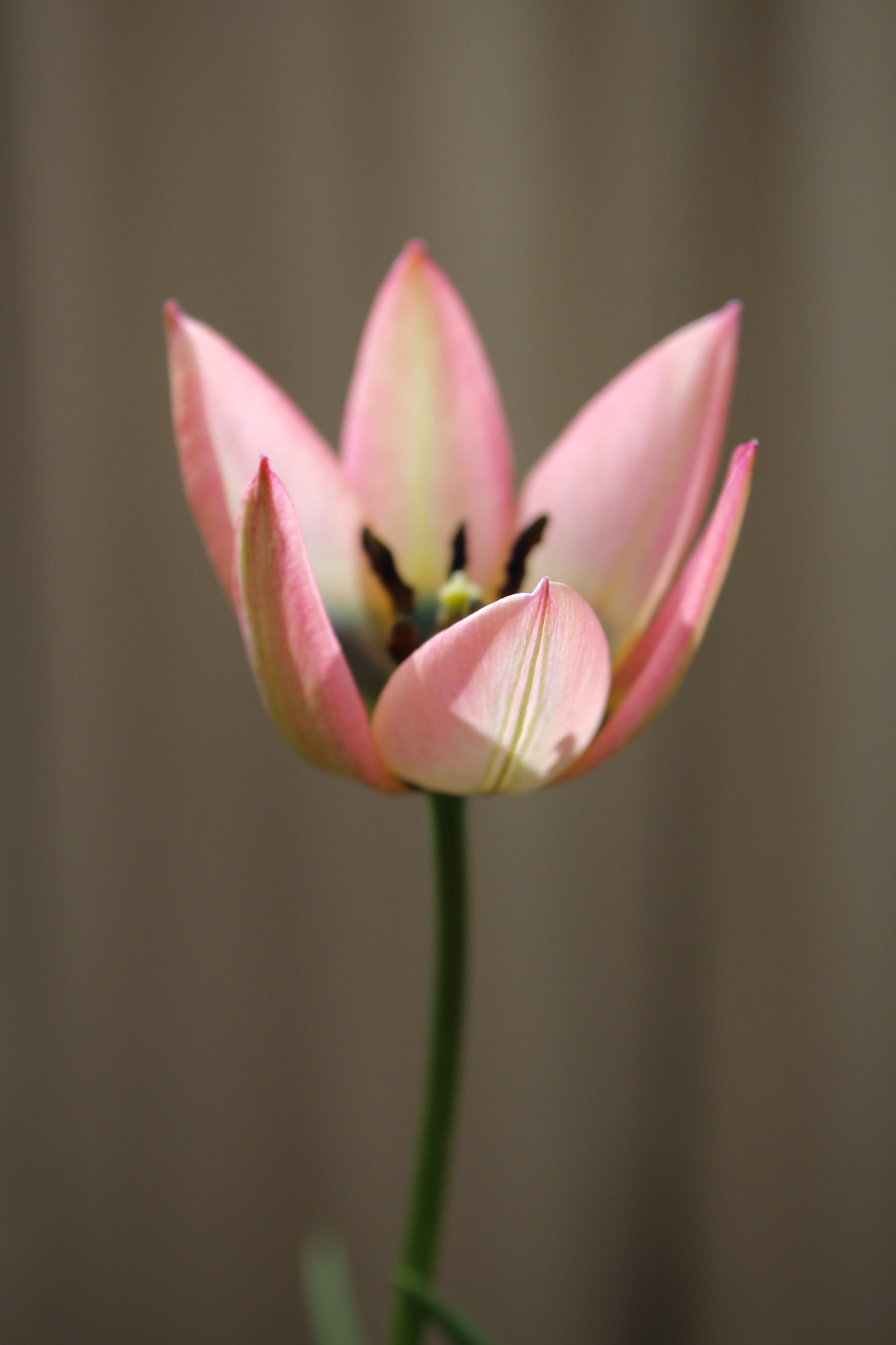 Tulipa 'Danique' 6/+