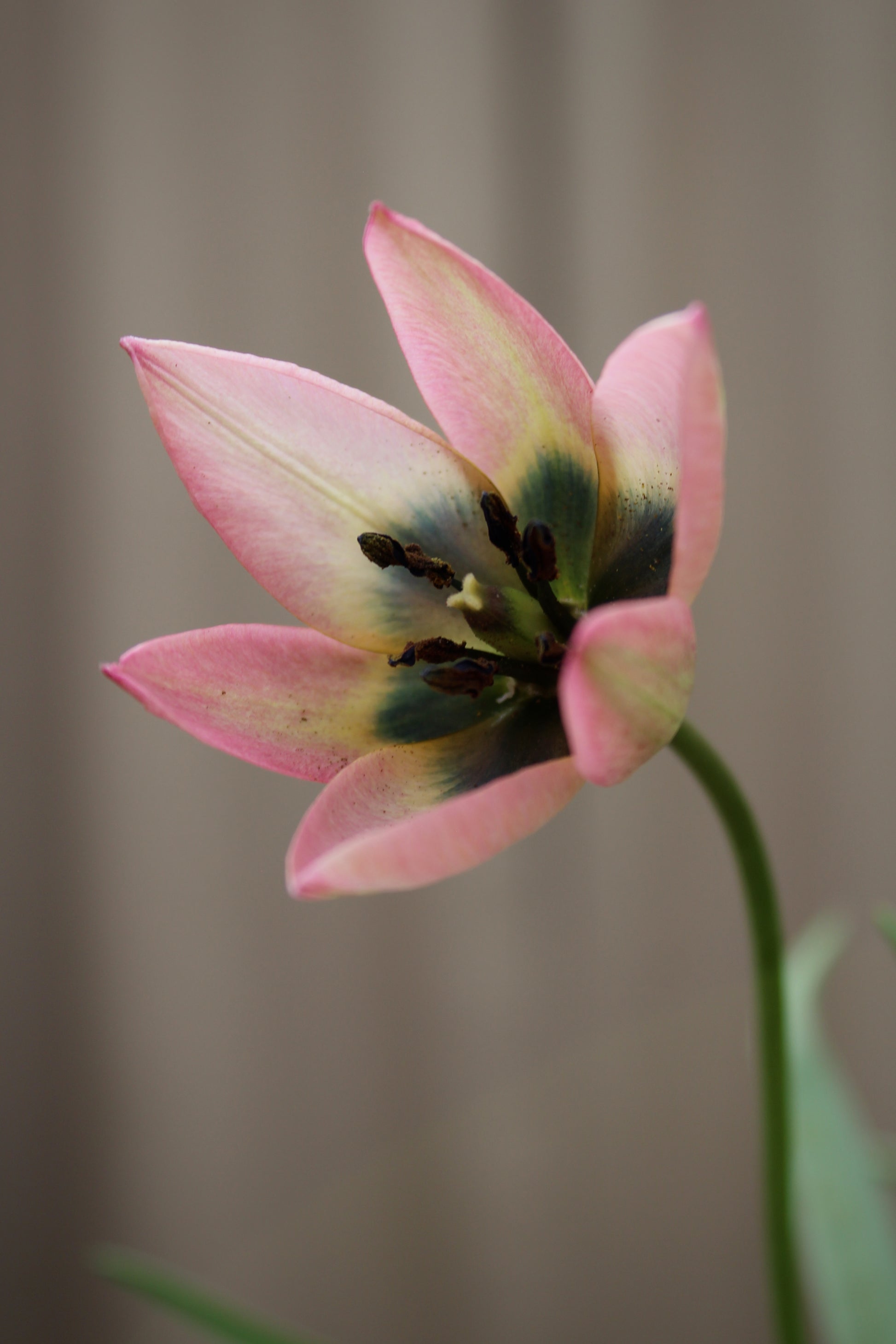 Tulipa 'Danique' 6/+