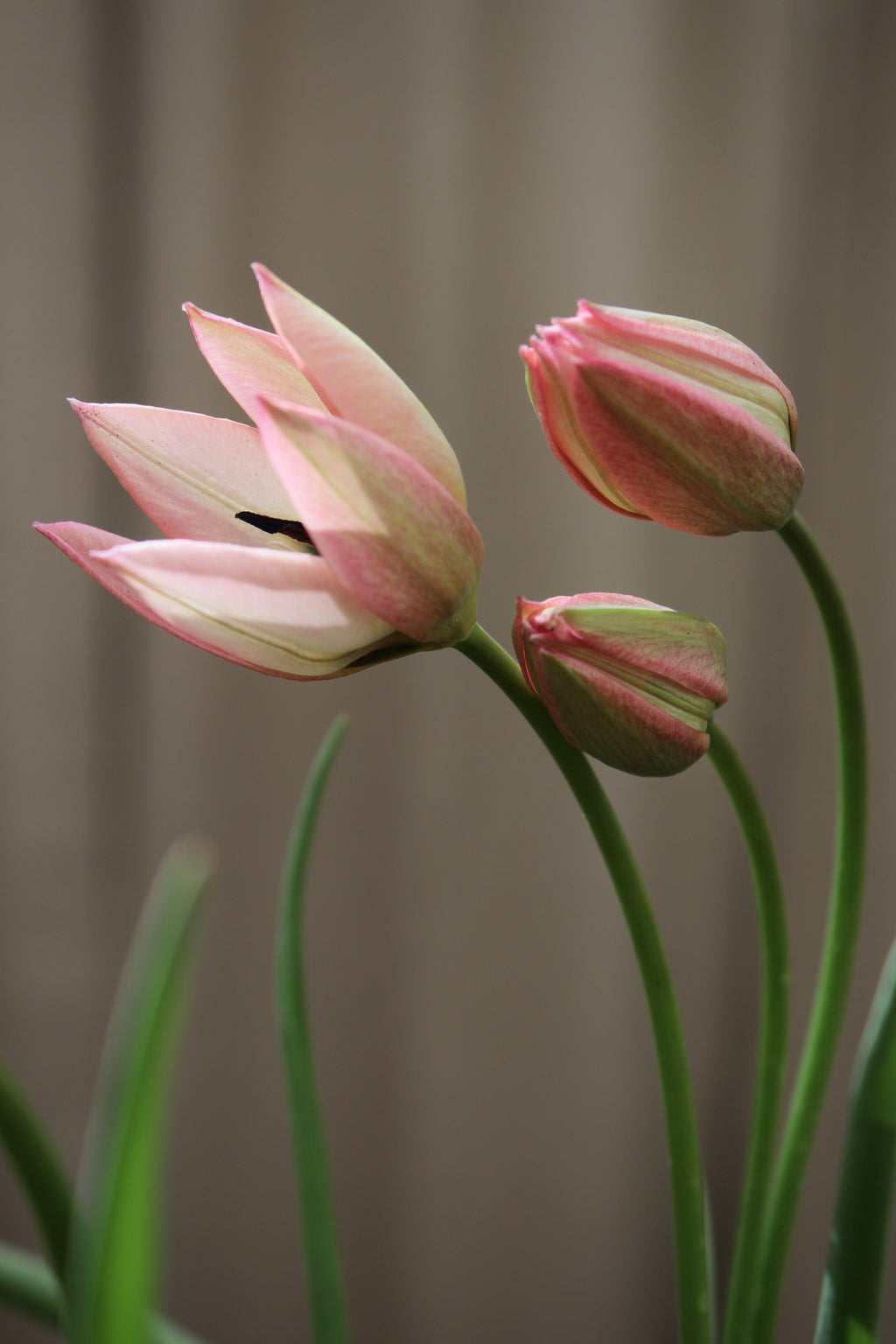 Tulipa 'Danique' 6/+