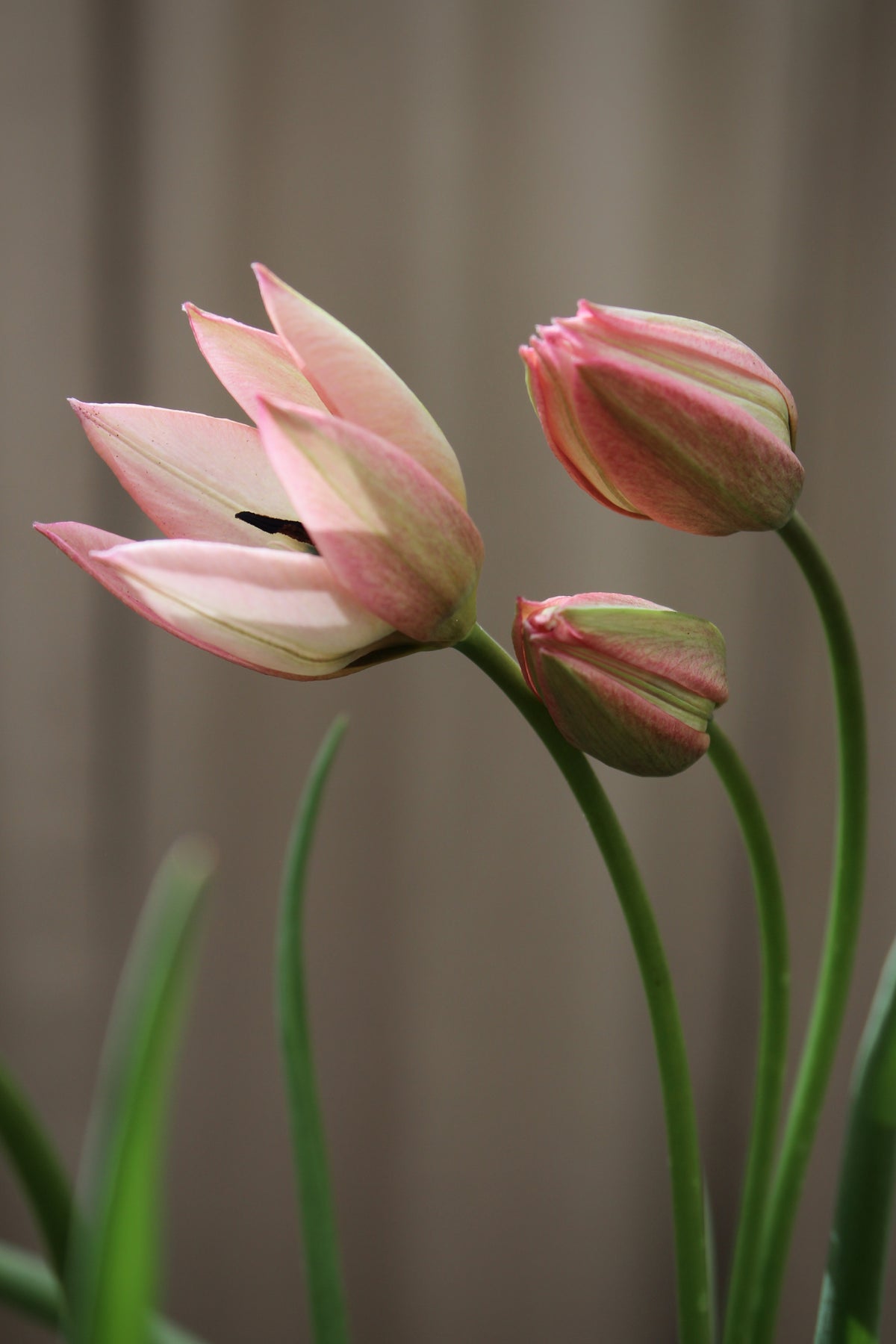 Tulipa 'Danique' 6/+