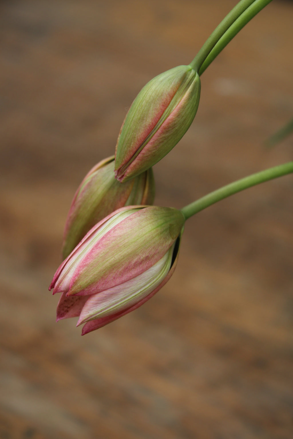 Tulipa 'Danique' 6/+