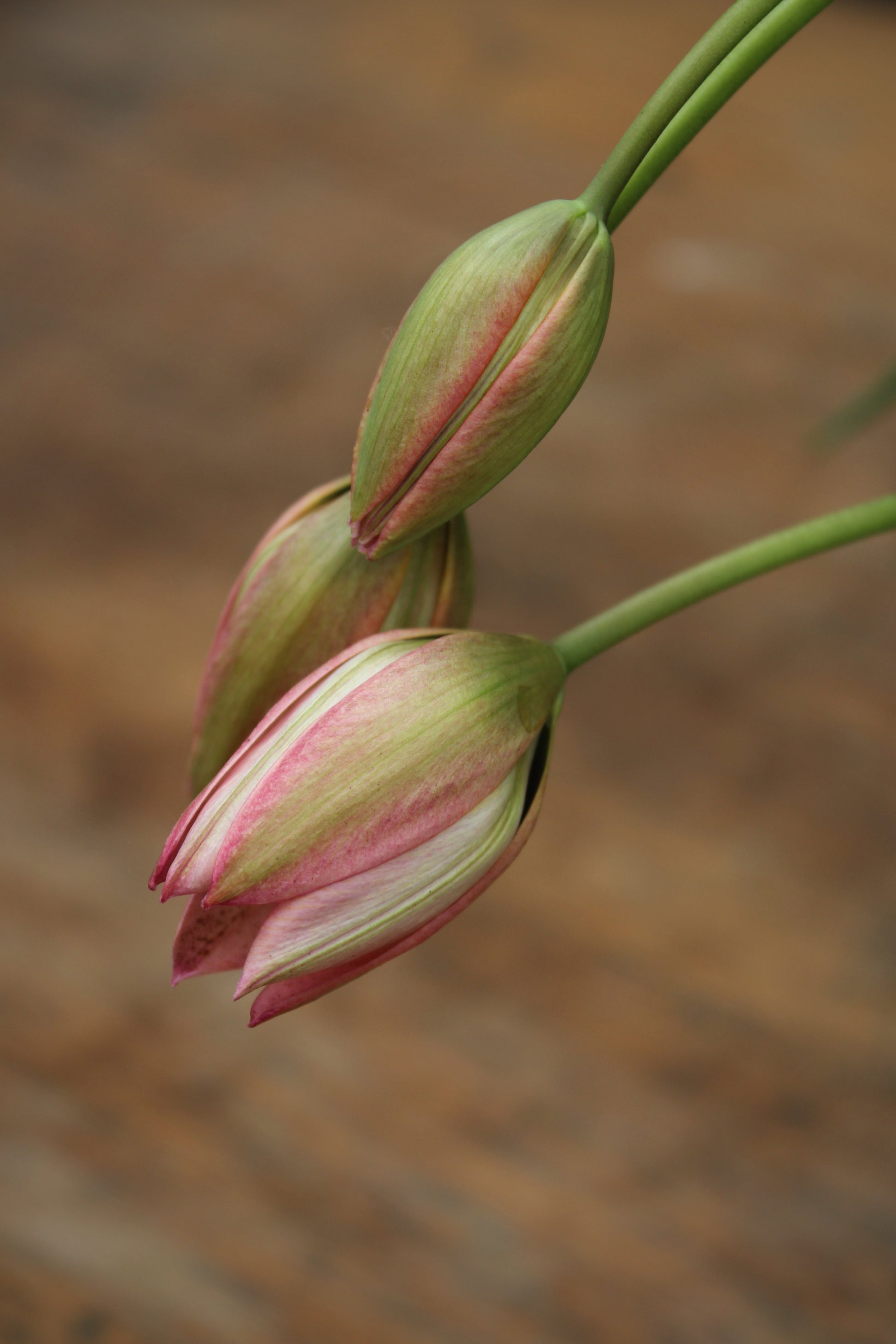 Tulipa 'Danique' 6/+