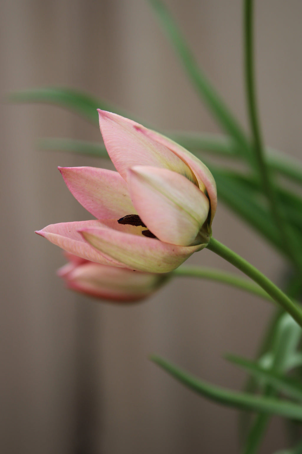Tulipa 'Danique' 6/+