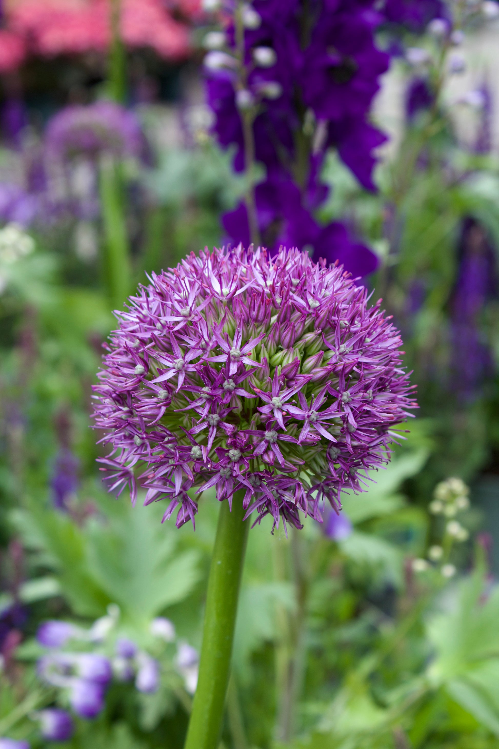 Allium 'Pinball Wizard' 18/20